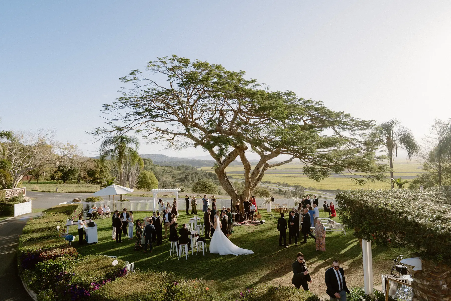 Canape hour under the giant Poinciana, seen from the homestead, Botanica Plantation House