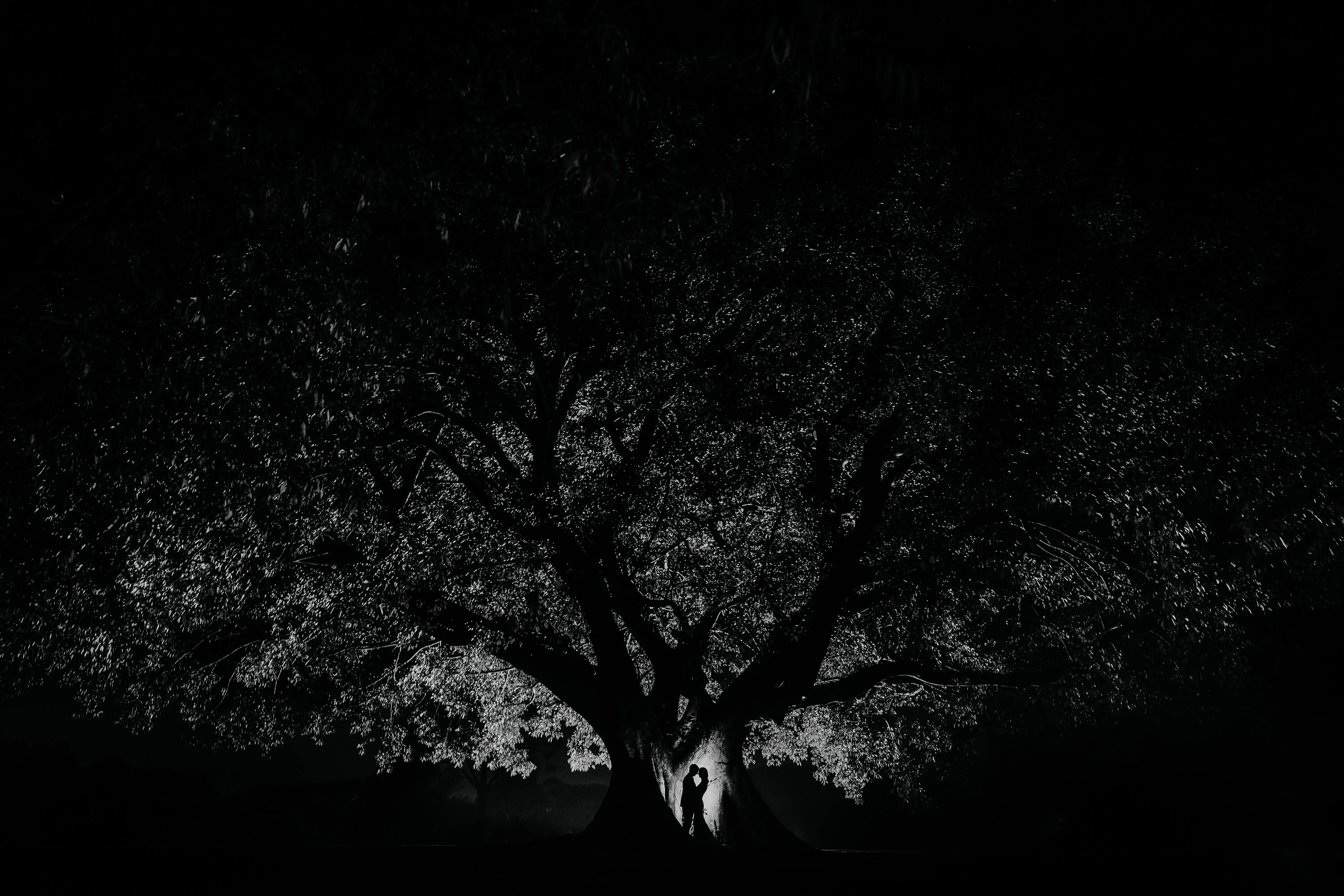 The couple silhouetted between the buttress roots of the great fig at night, its canopy catching the light, in black and white