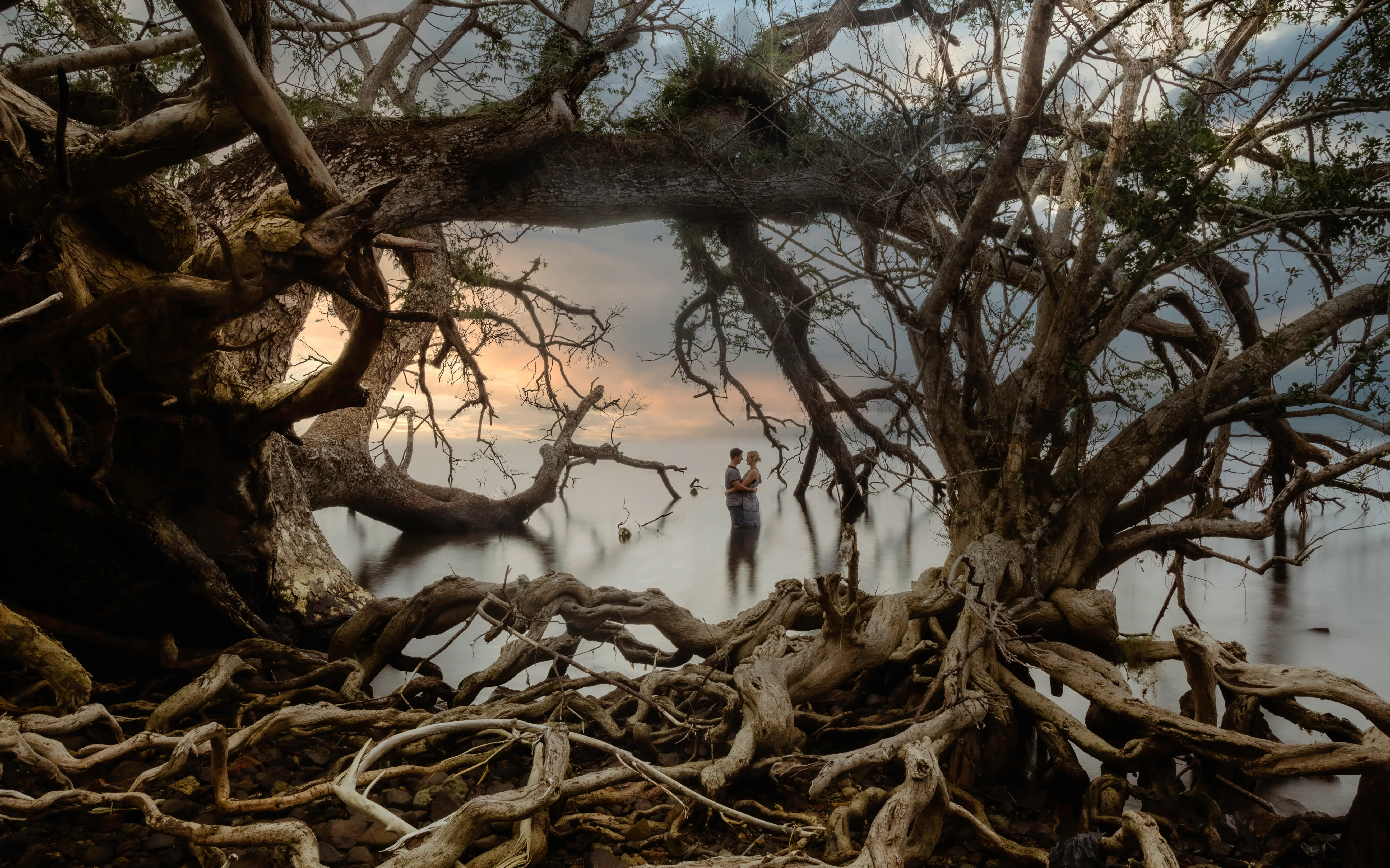 Couple beneath the tangled limbs of a shoreline fig at dusk