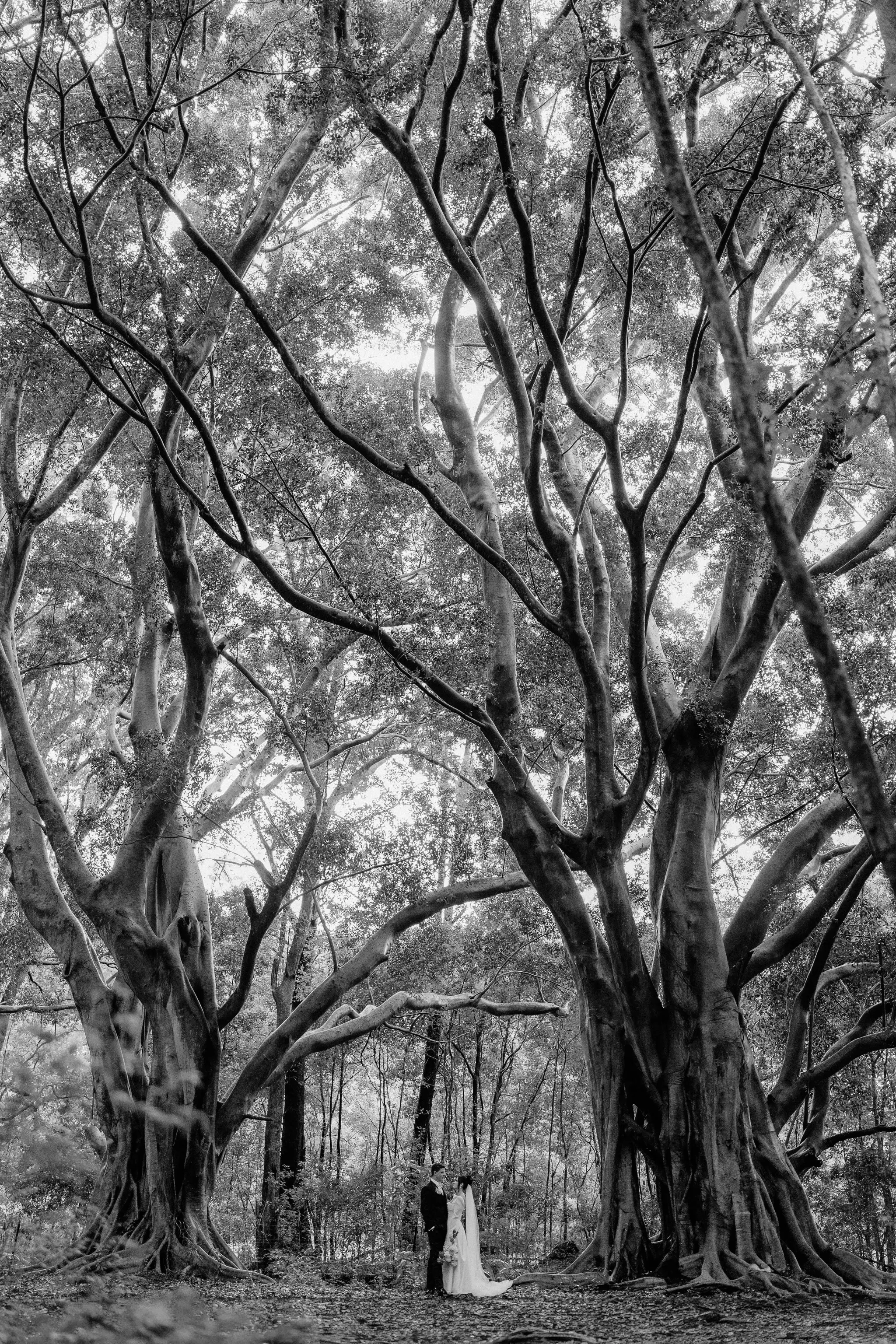 A tiny couple beneath a cathedral of fig trees, in black and white
