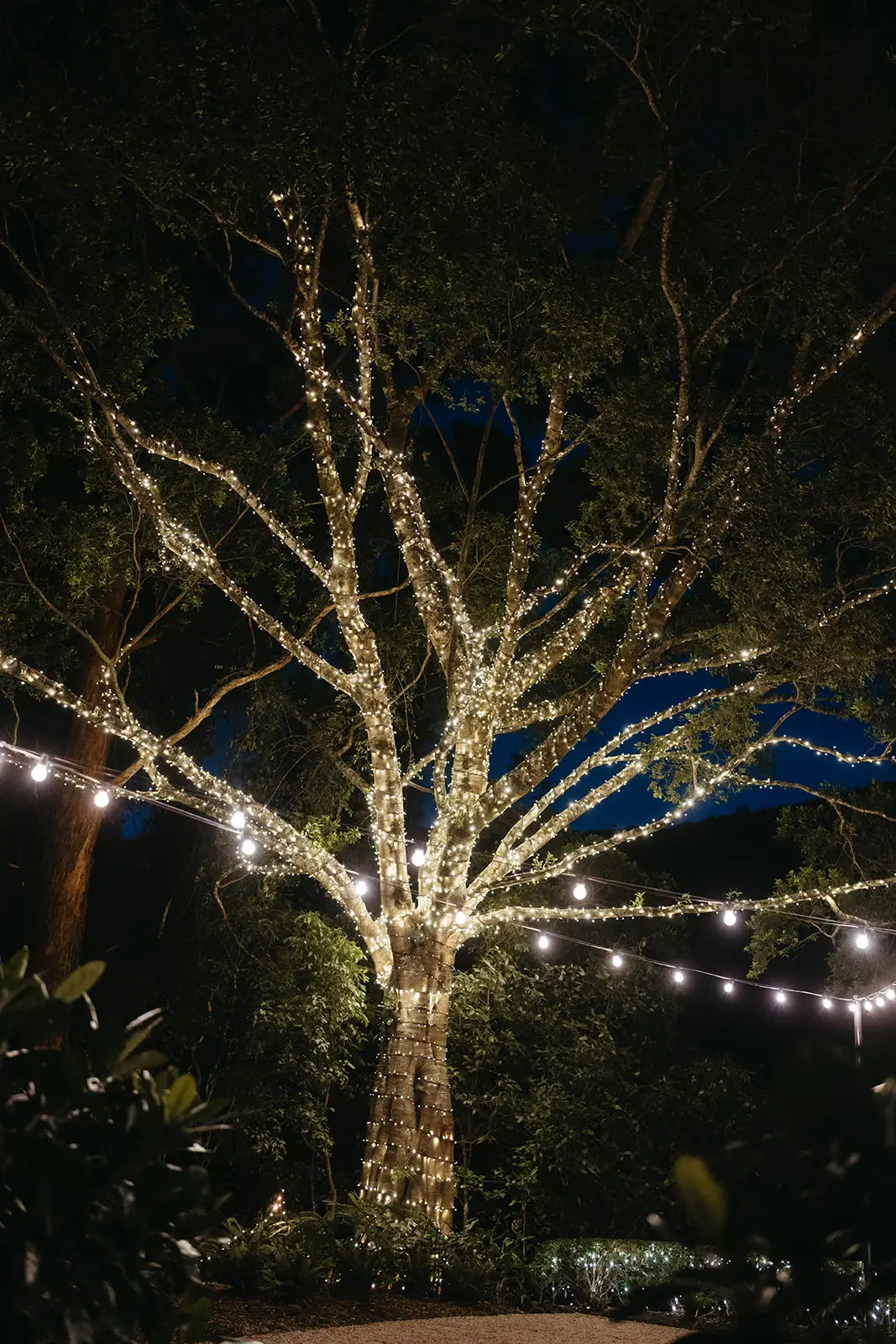 The old fig strung with lights after dark, The Bower Estate