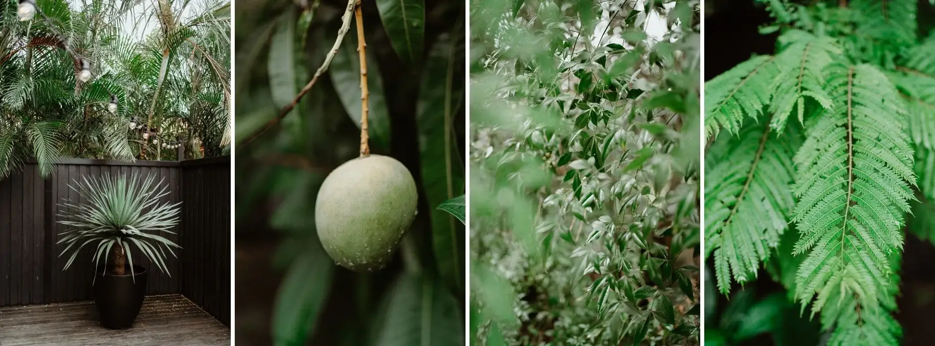 Green details from the garden — a hanging fruit and ferns, Byron Bay