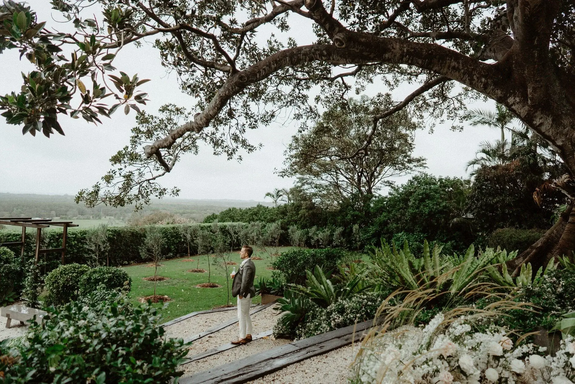 The great fig tree on the hill with the valley beyond, The Fig Tree Byron Bay