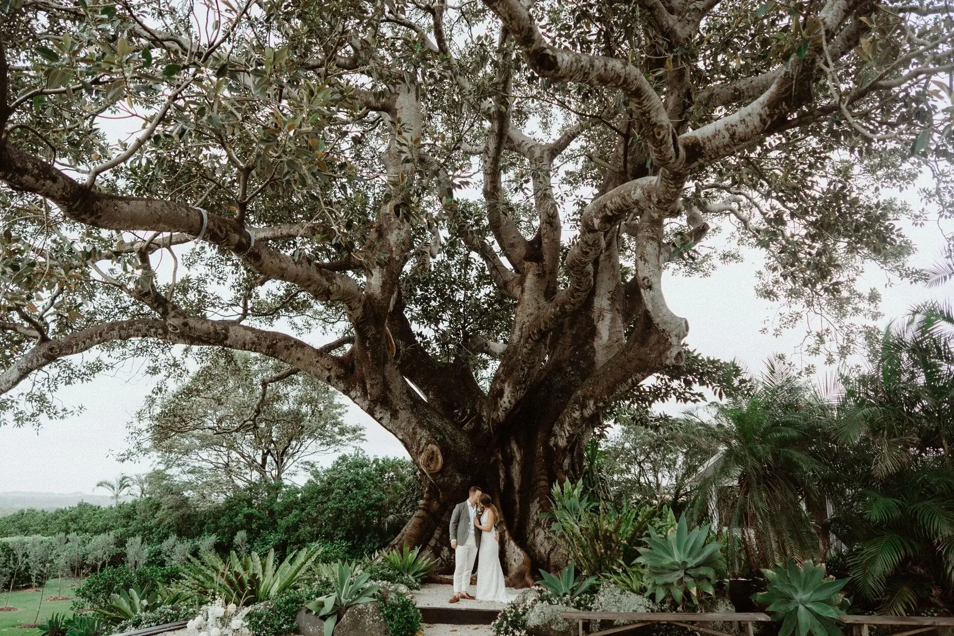 The full spread of the fig tree above the valley, The Fig Tree Byron Bay