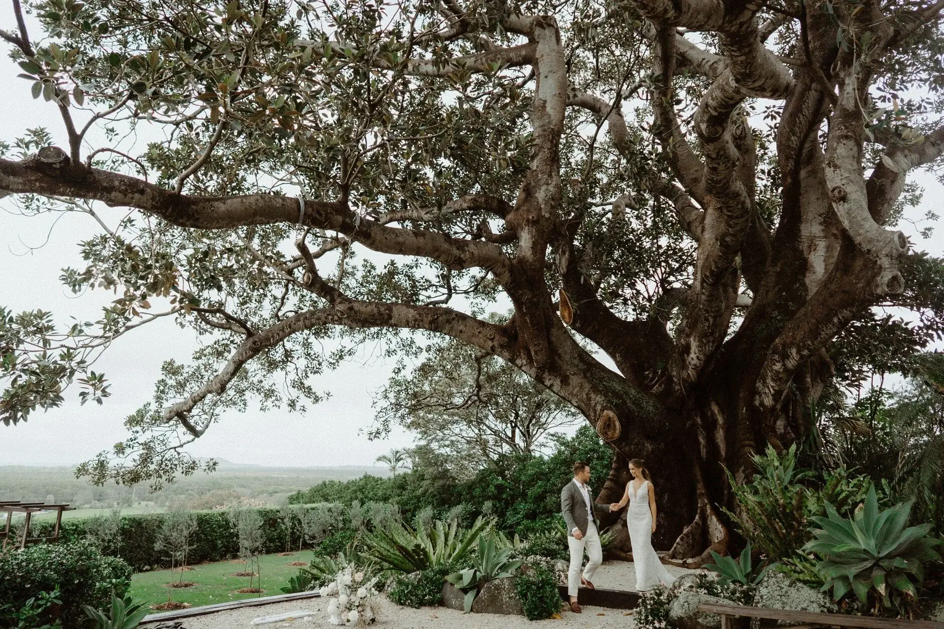 The fig tree and the green hills beyond, The Fig Tree Byron Bay