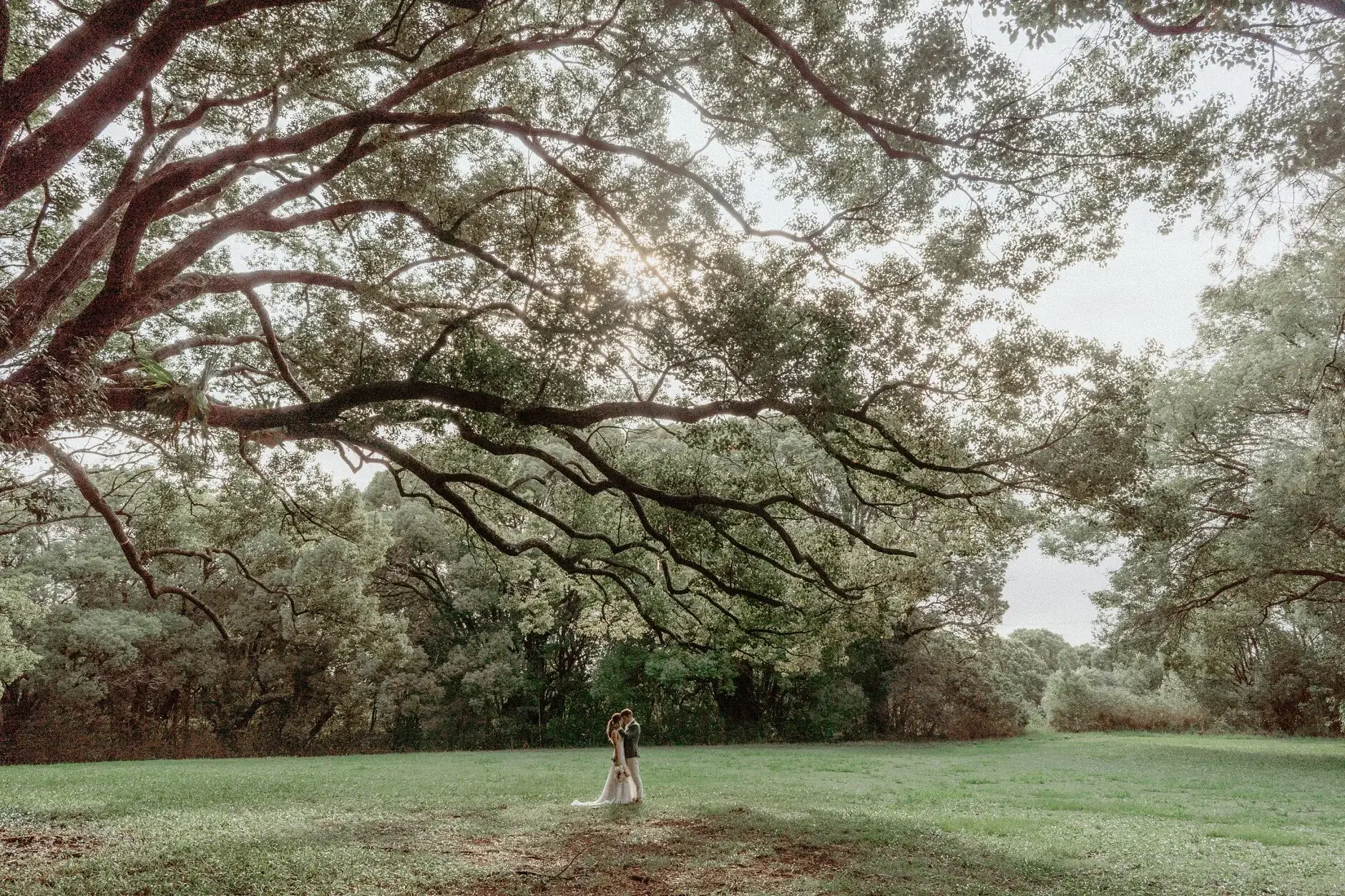 The big tree and lawn in soft rain light, Byron Bay
