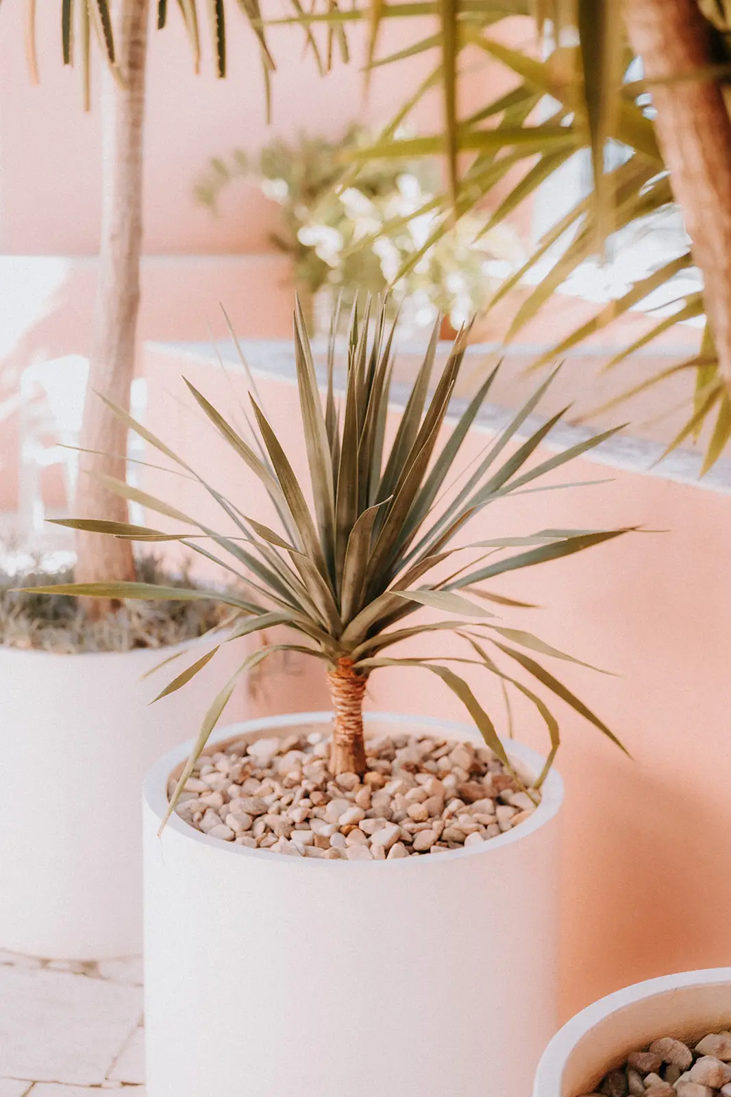 A potted dracaena against the hotel pink walls, The Calile Hotel