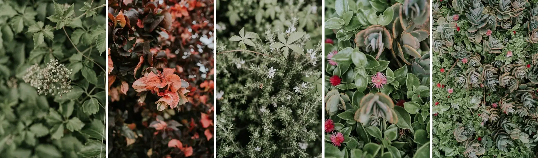 Five frames of the garden foliage and flowers, Belongil Beach