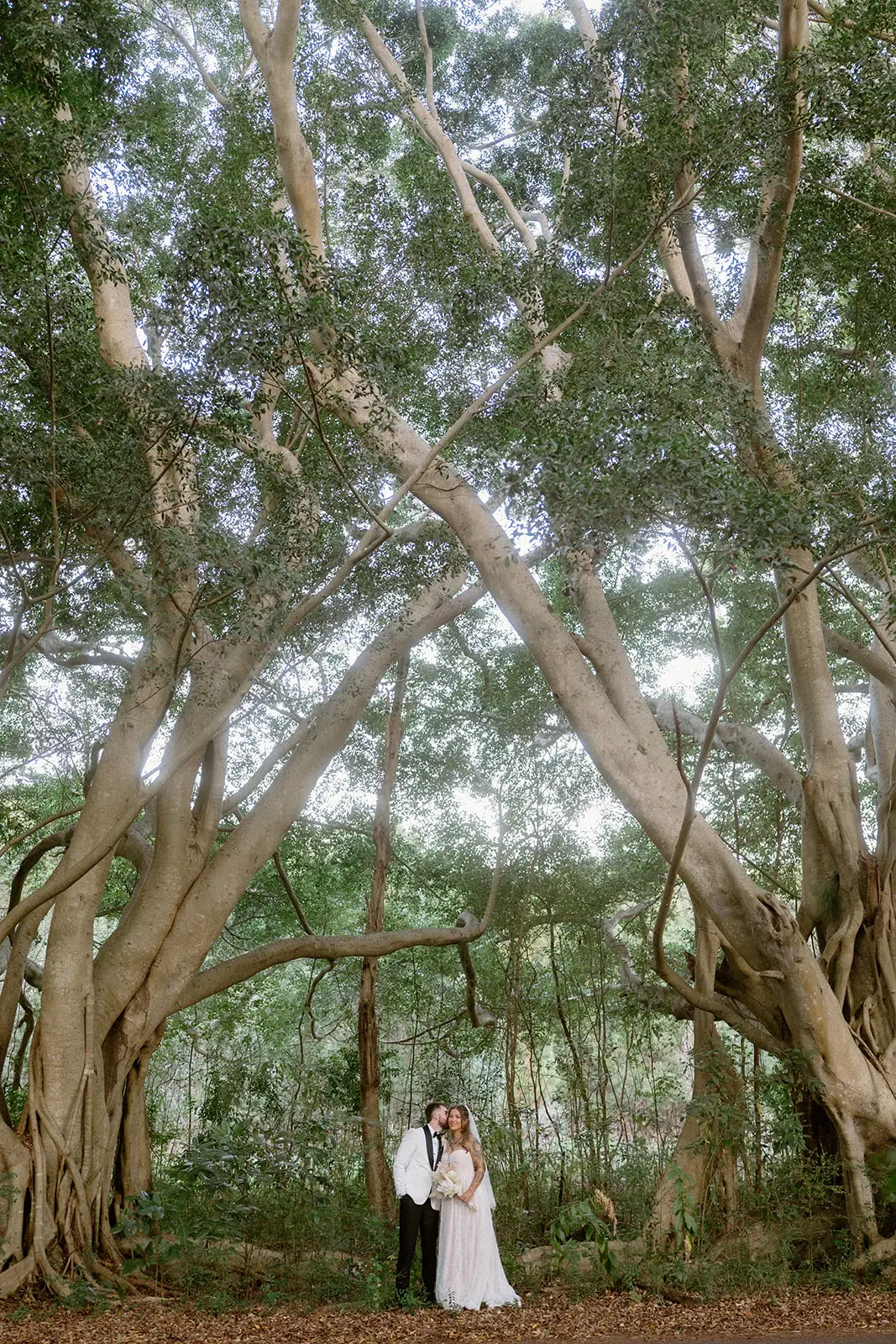 The couple under the fig limbs behind the hall, Ewingsdale