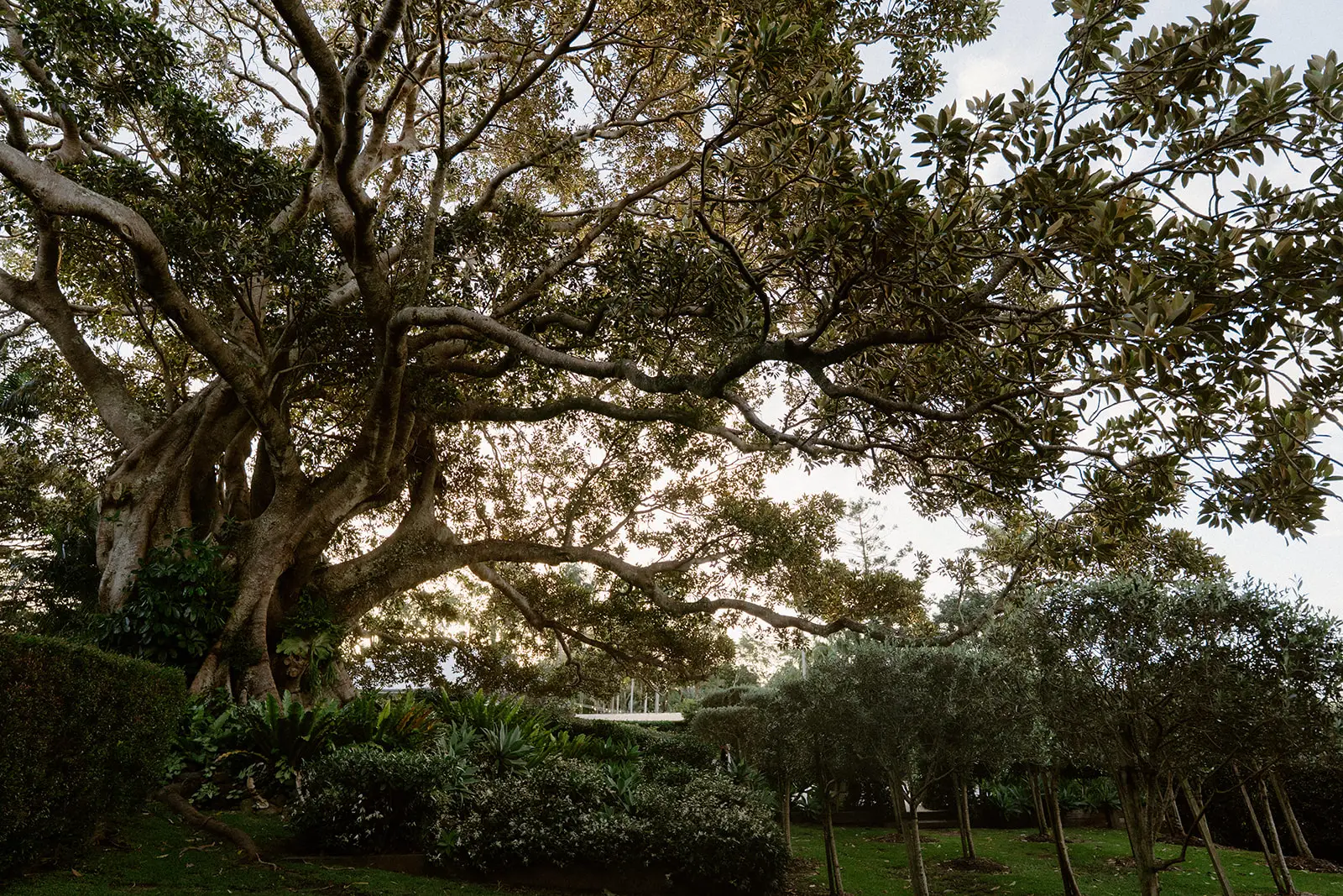 The fig canopy over the clipped hedges and lawn with the hinterland falling away, Fig Tree Restaurant