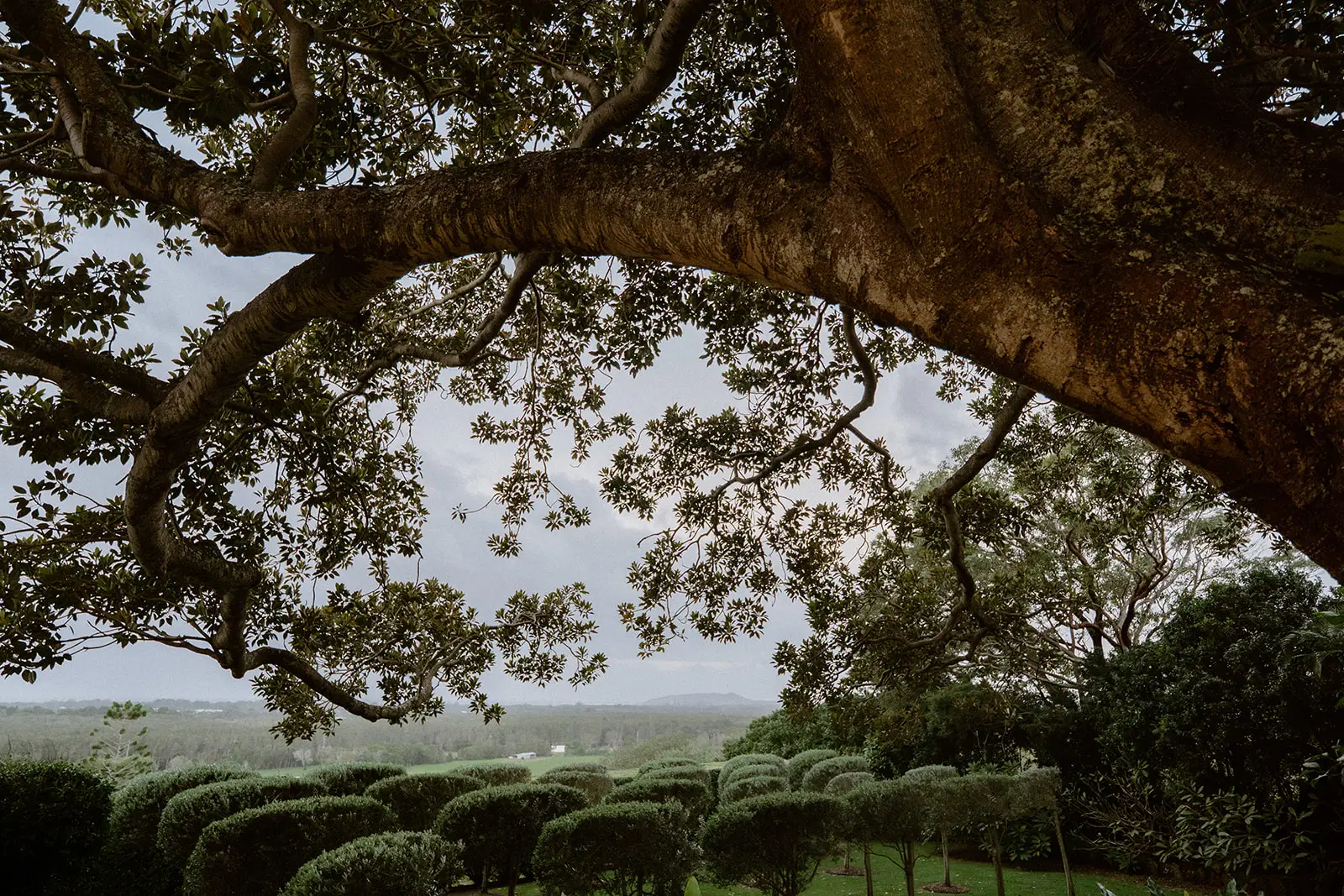 A limb of the fig framing the clipped hedges and the valley beyond, Fig Tree Restaurant