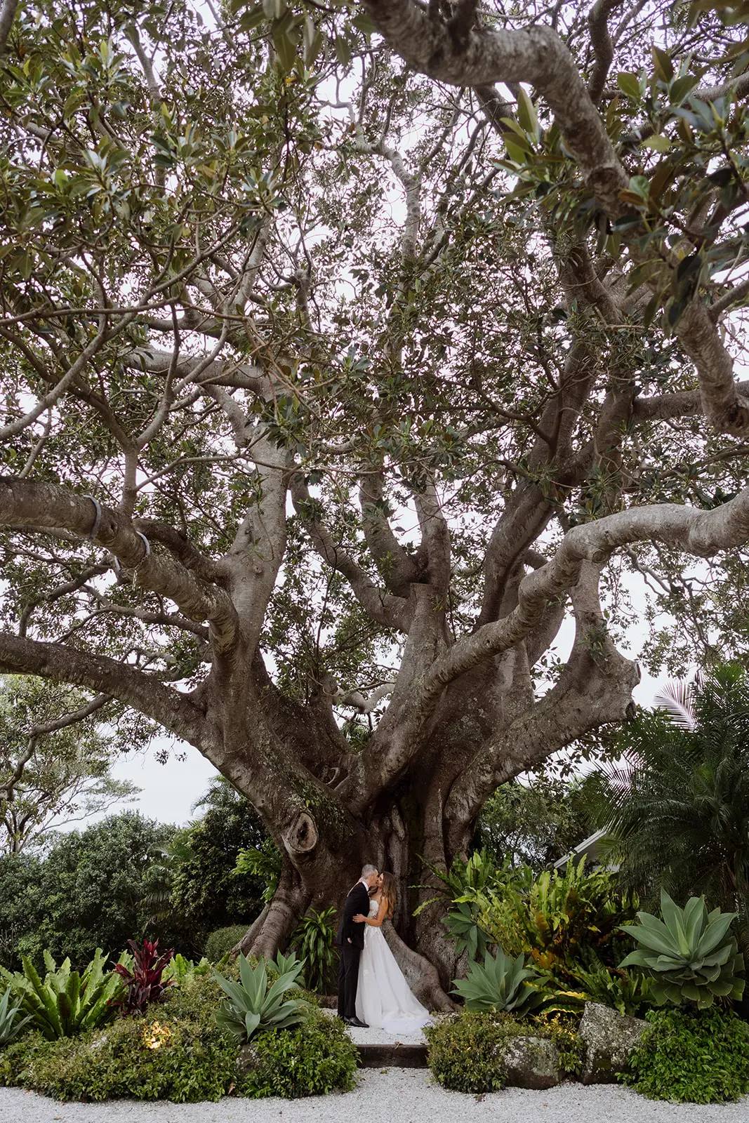 The enormous spreading tree above the succulent garden beds, Fig Tree Restaurant
