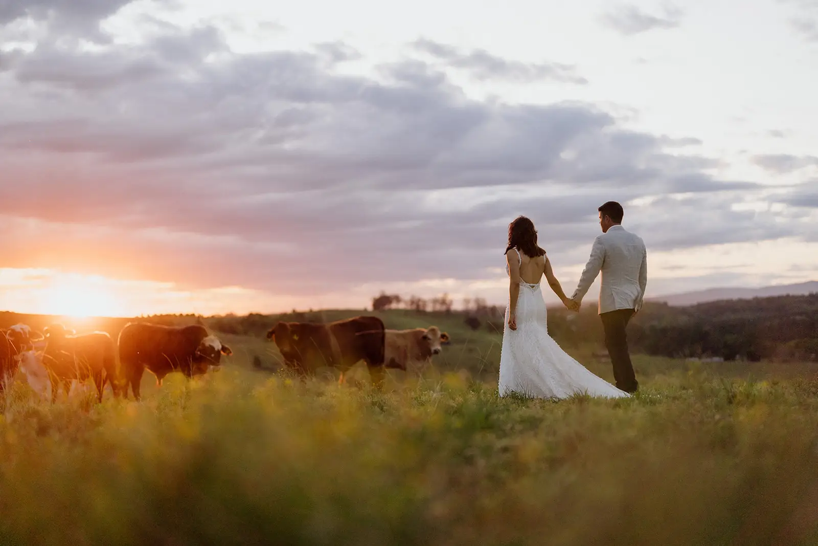 The couple walking through the paddock as the cattle graze behind them, Forget Me Not, Coopers Shoot