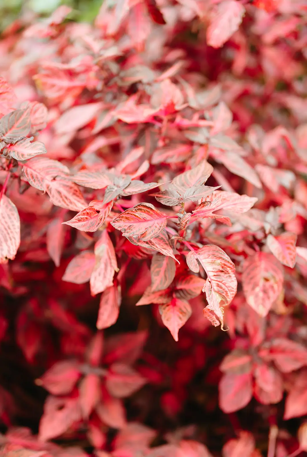 Red nandina leaves in the garden beds, Gabbinbar Homestead