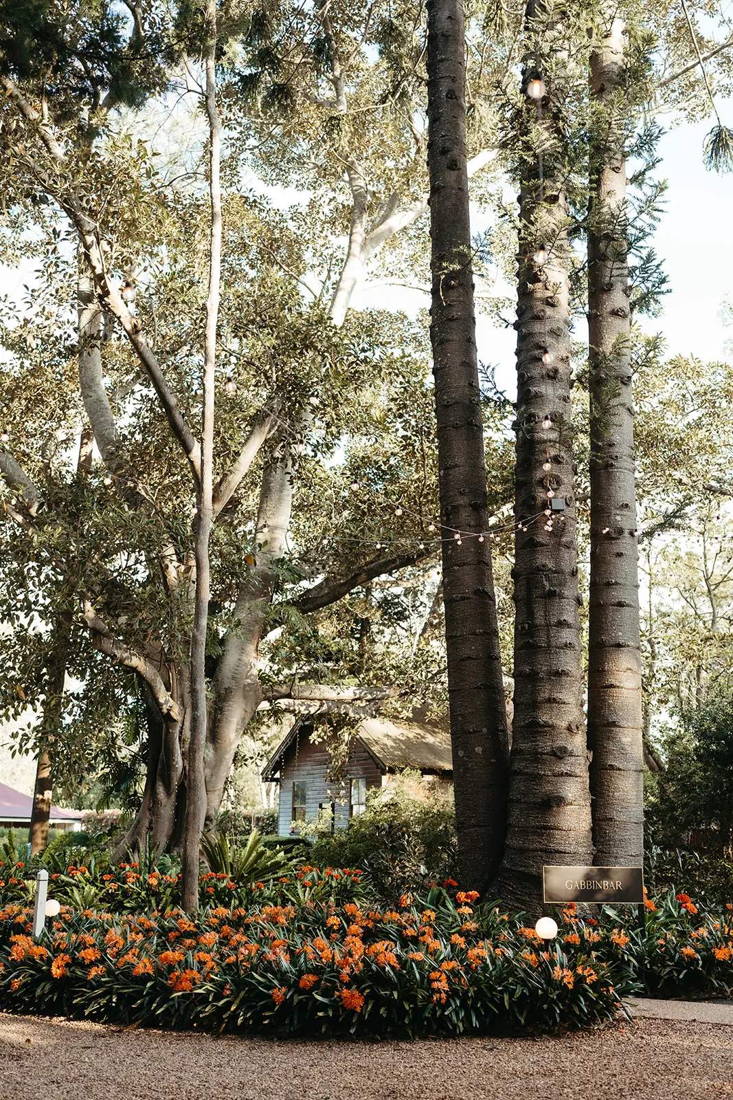 The garden path under the bunyas with orange planting along it, Gabbinbar Homestead