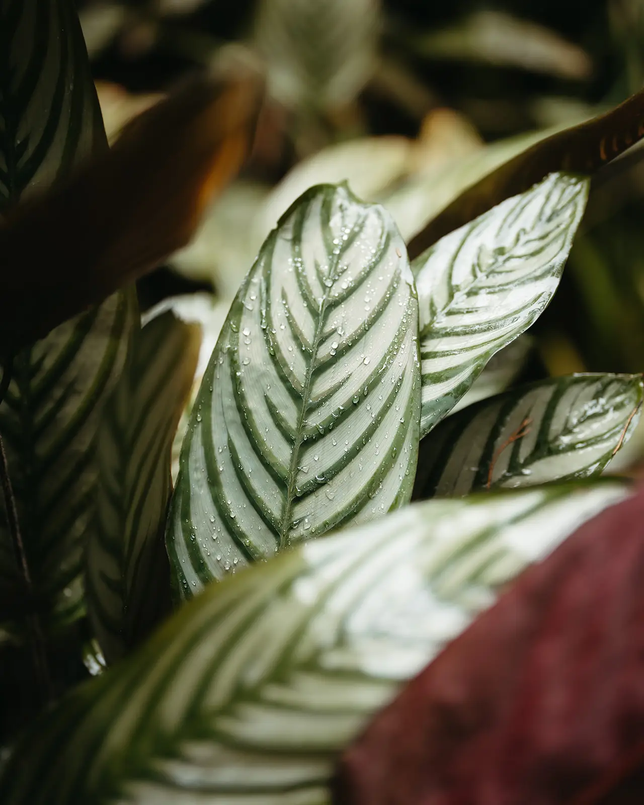 Striped calathea leaves in the garden planting, Gabbinbar Homestead