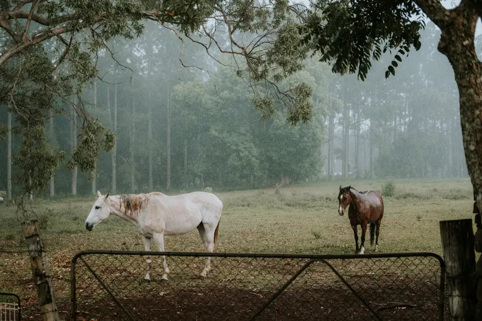 Two horses at a farm gate in early morning mist, Goremans Road