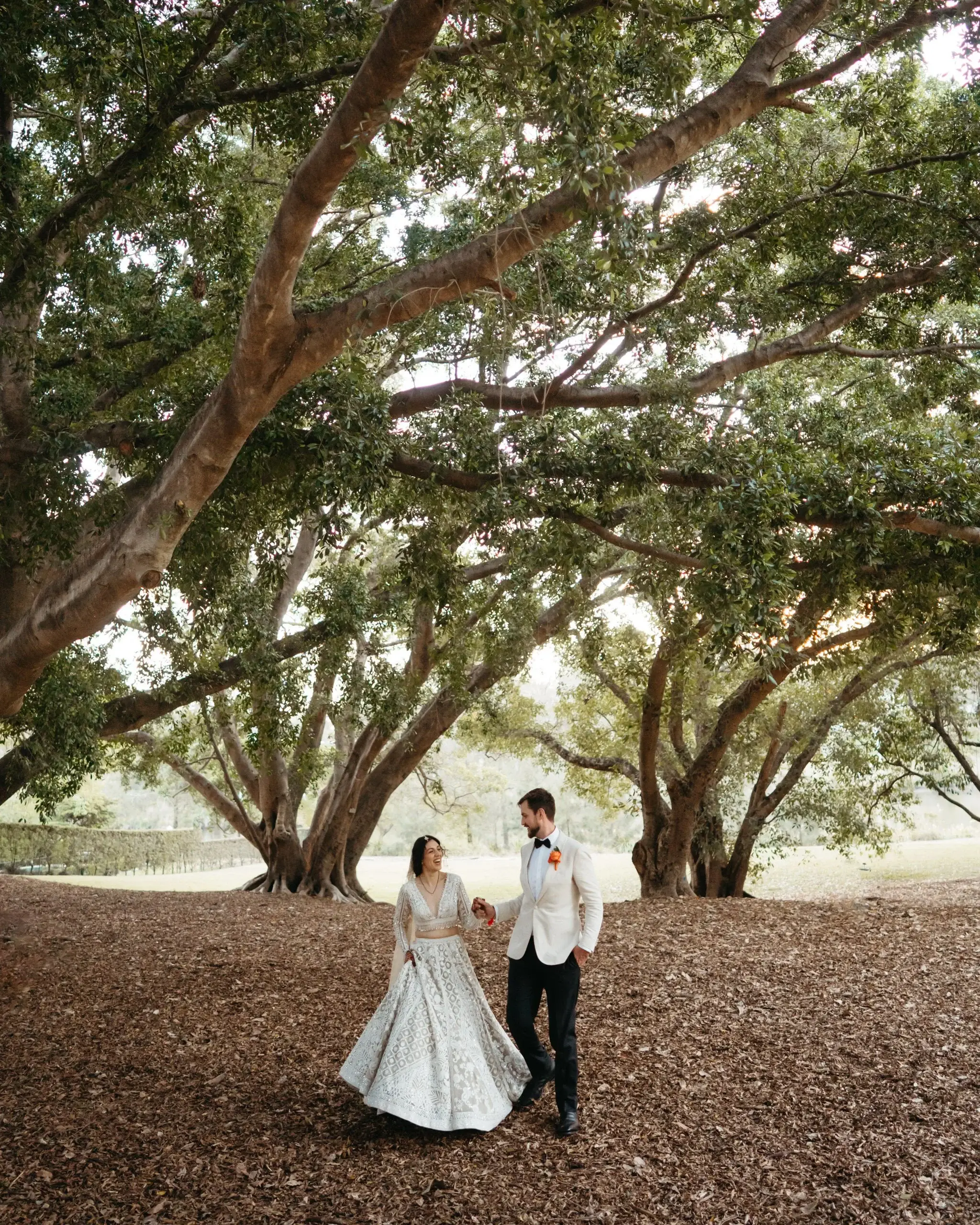 A couple walking beneath the spreading canopy of a Moreton Bay fig