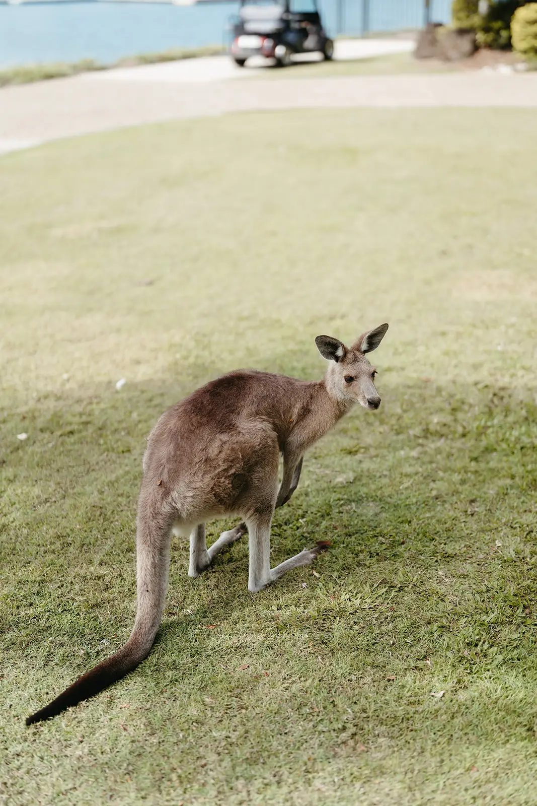 A kangaroo on the resort lawn in the morning, InterContinental Sanctuary Cove