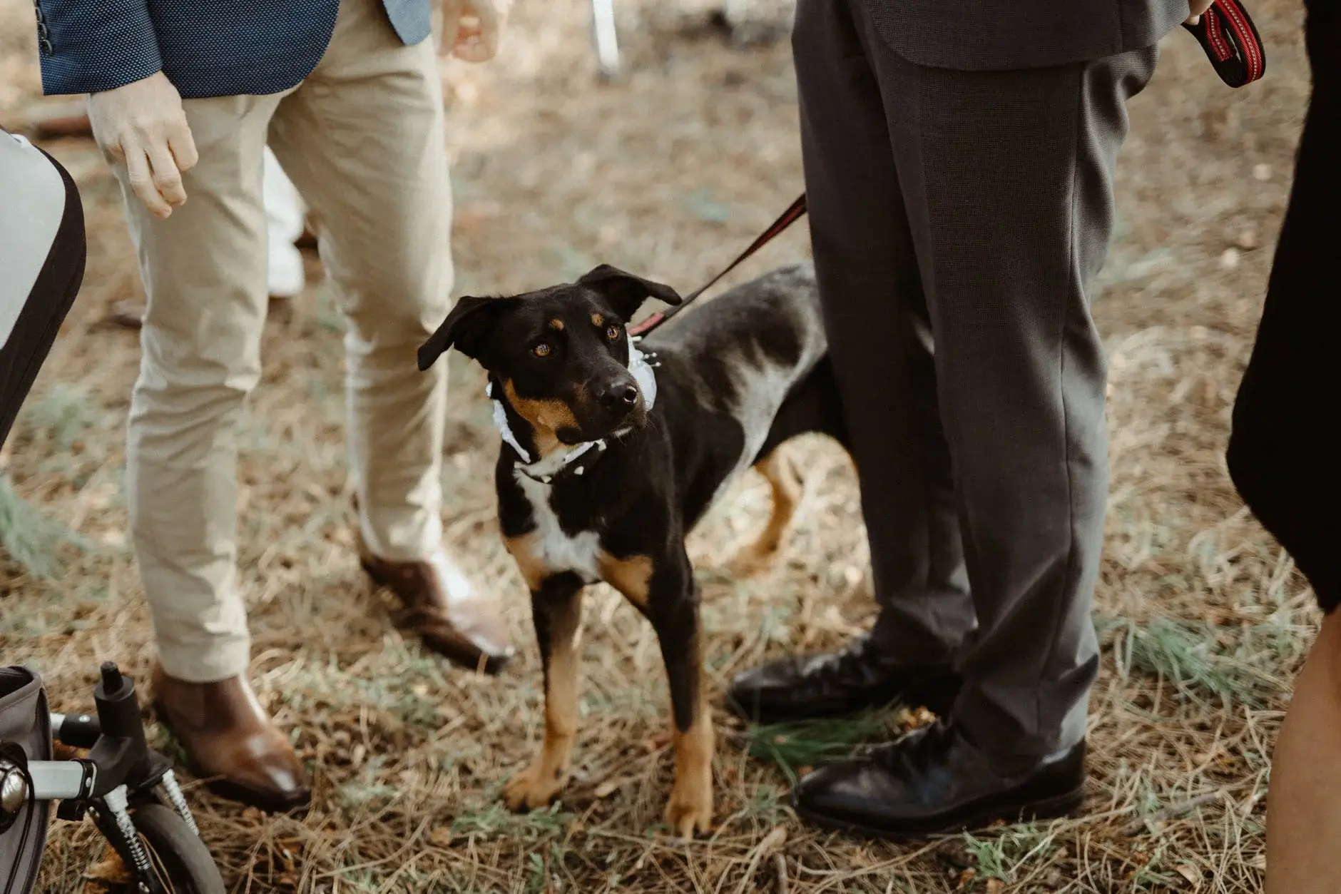 A dog on its lead at the ceremony, Centennial Park