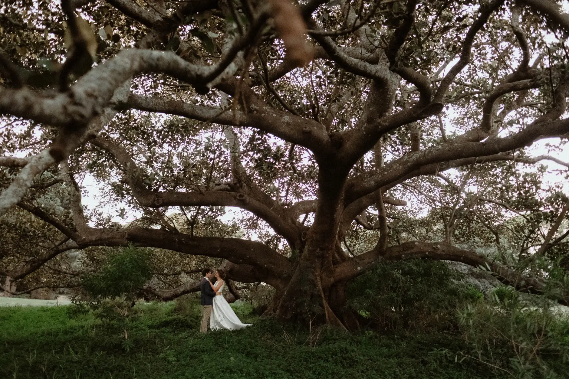 Kath alone beneath the vast fig tree, Centennial Park