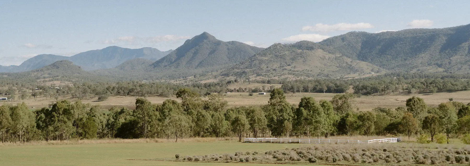 The Scenic Rim ranges beyond the lavender rows and paddocks at Kooroomba, Mount Alford