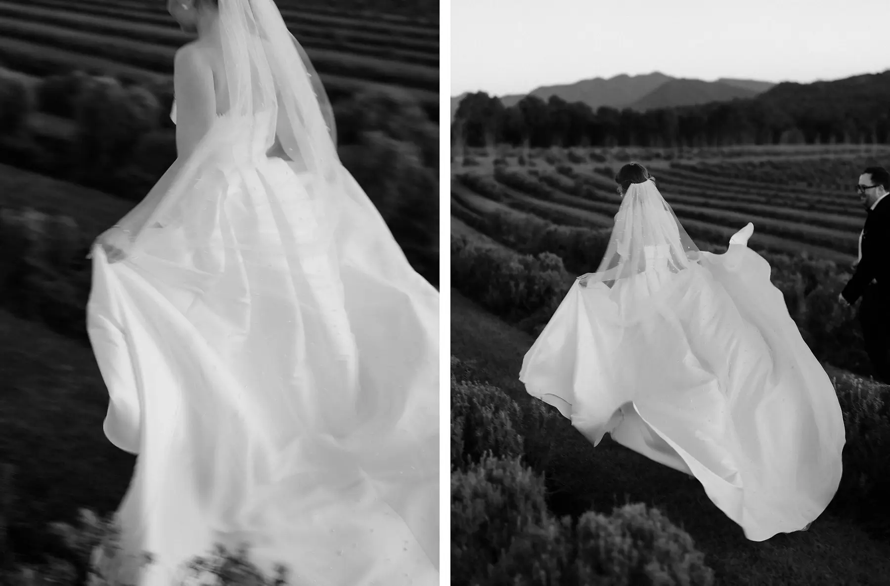 The veil close up, and Nicole out in the lavender rows with it lifting behind her, in black and white, Kooroomba Vineyard and Lavender Farm