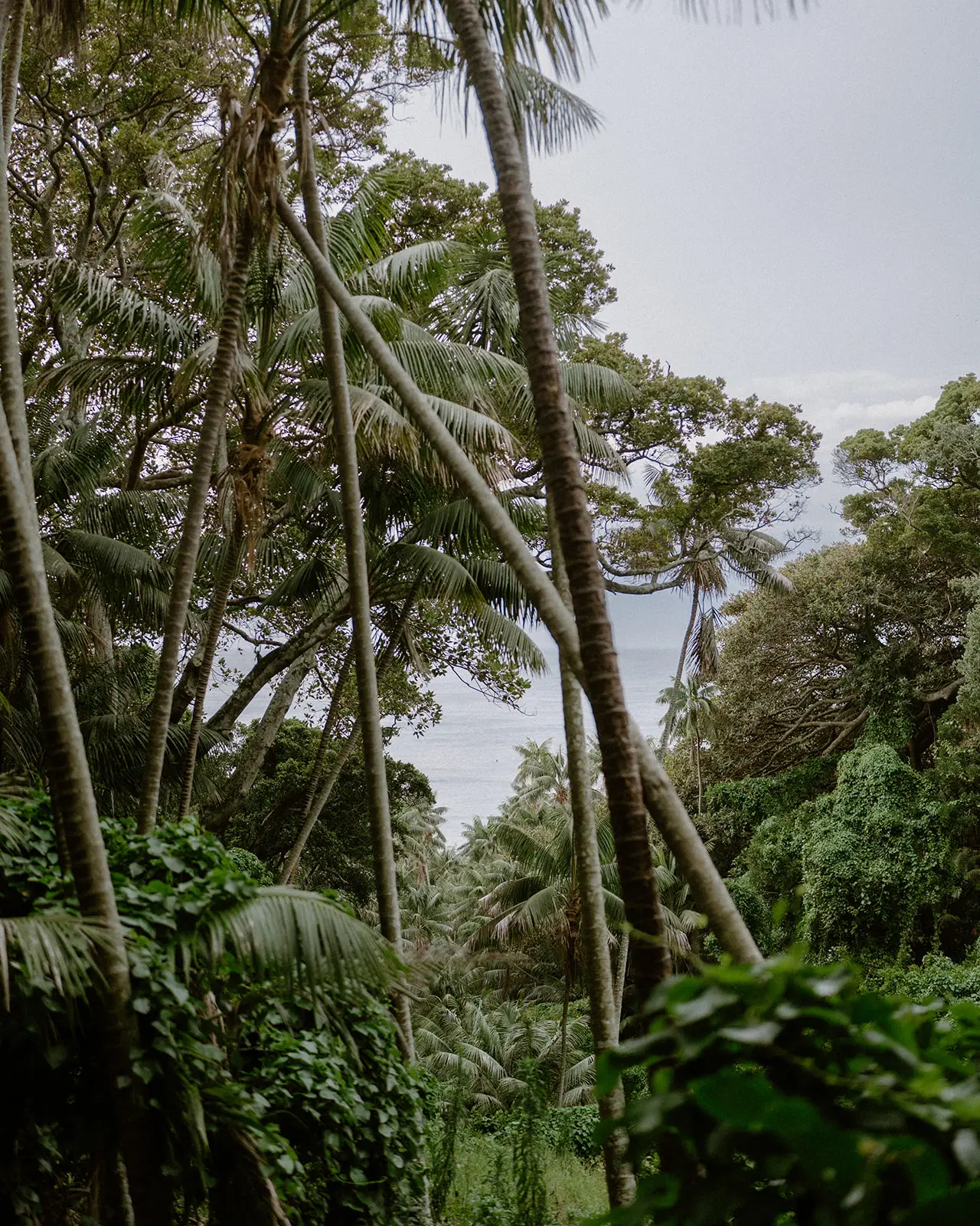 Tall palms against the sky in the island forest, Lord Howe Island