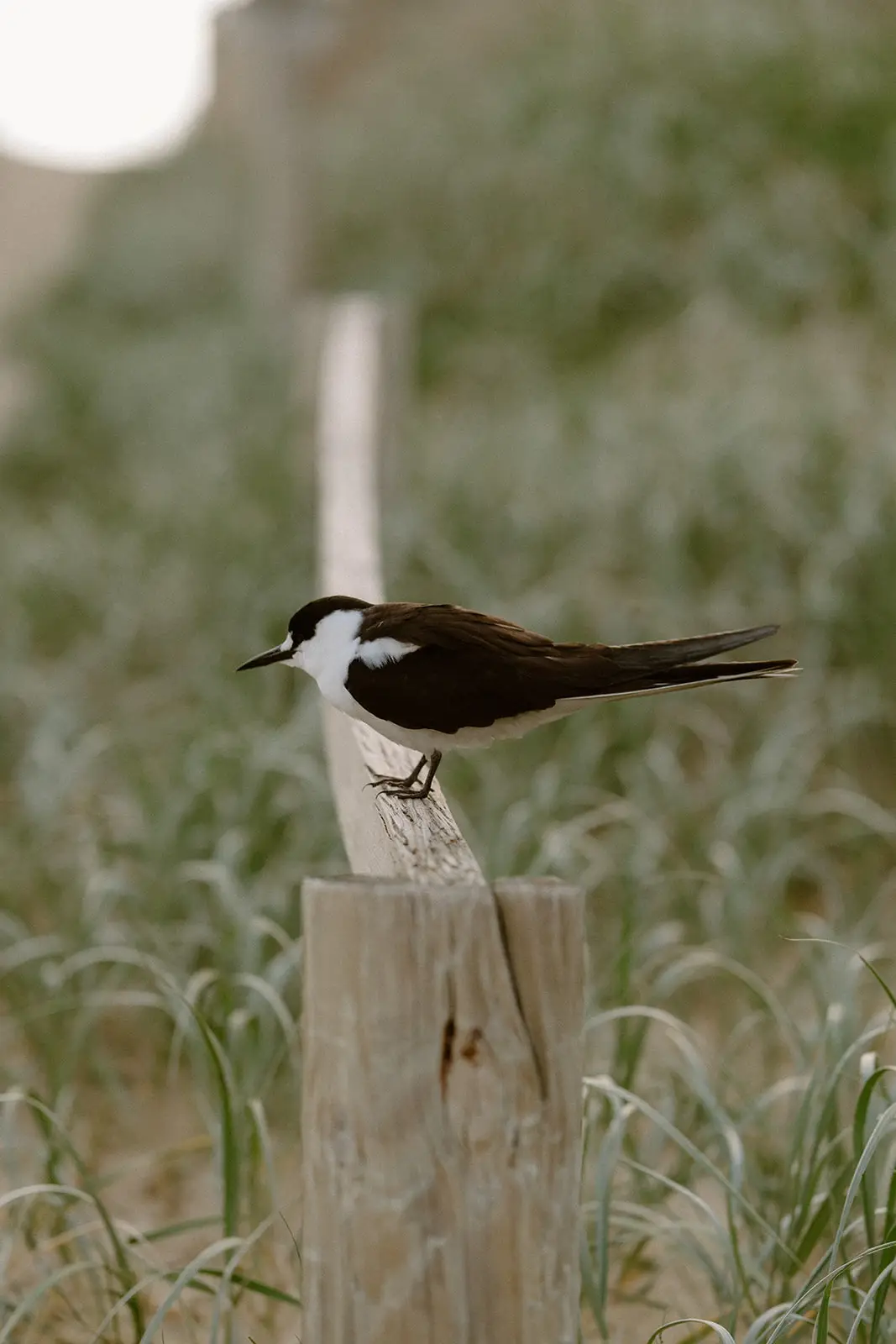 A noddy perched on a fence post, Lord Howe Island