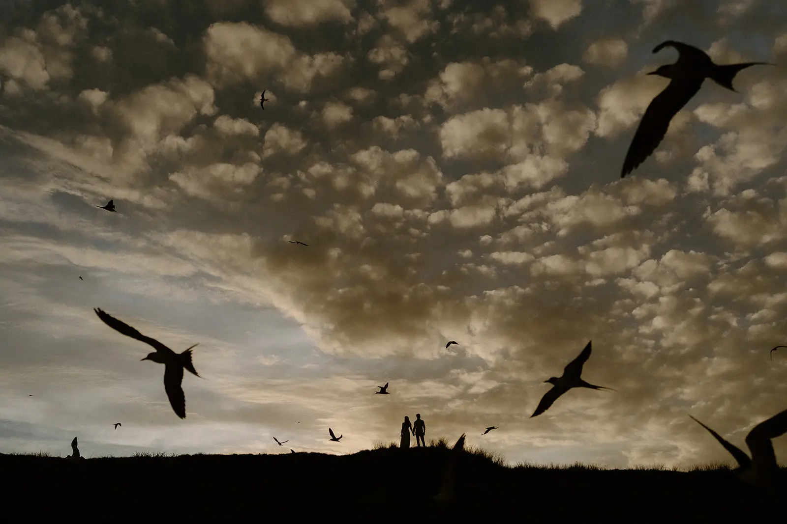 Seabirds wheeling above the couple silhouetted on a headland at dusk, Lord Howe Island