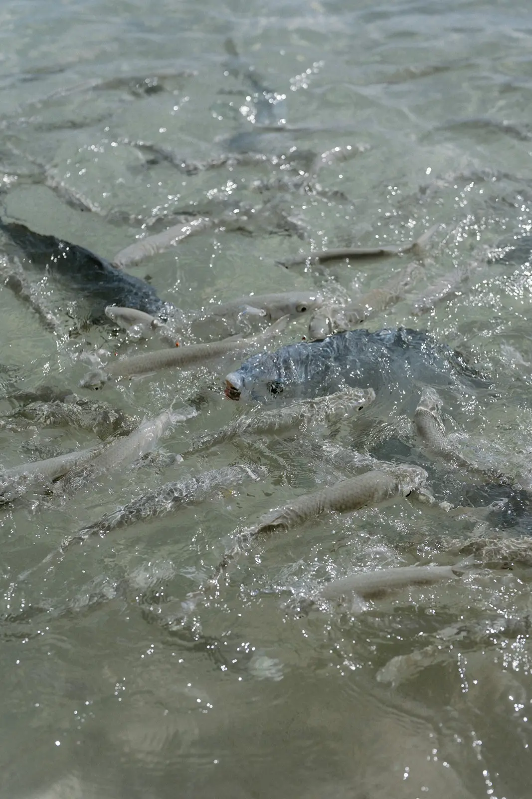 Shoals of fish crowding the clear shallows at Ned's Beach, Lord Howe Island