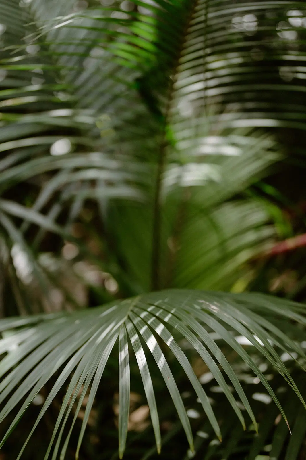Kentia palm fronds in the island forest, Lord Howe Island