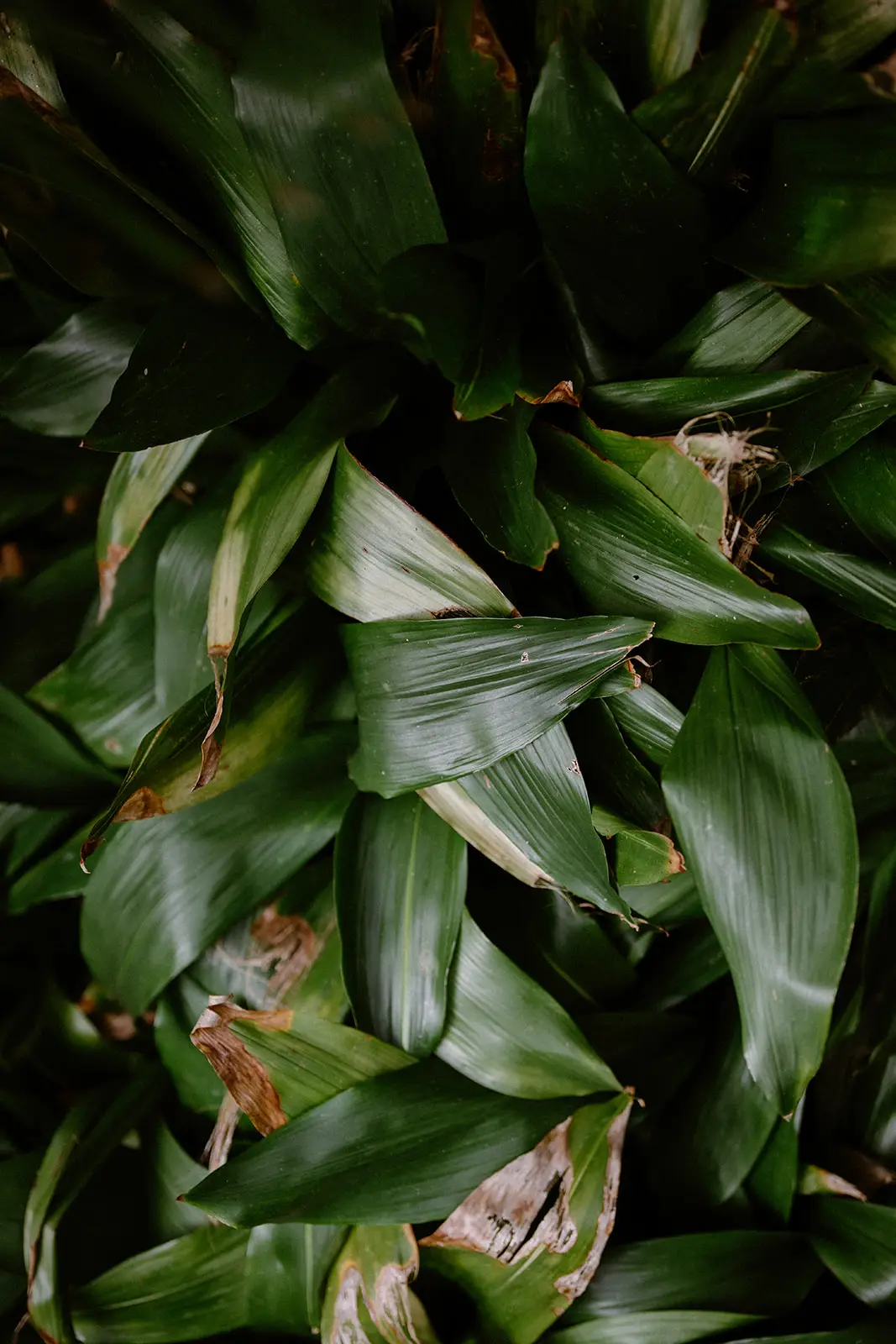 Close-up of dense green strap leaves in the island garden, Lord Howe Island