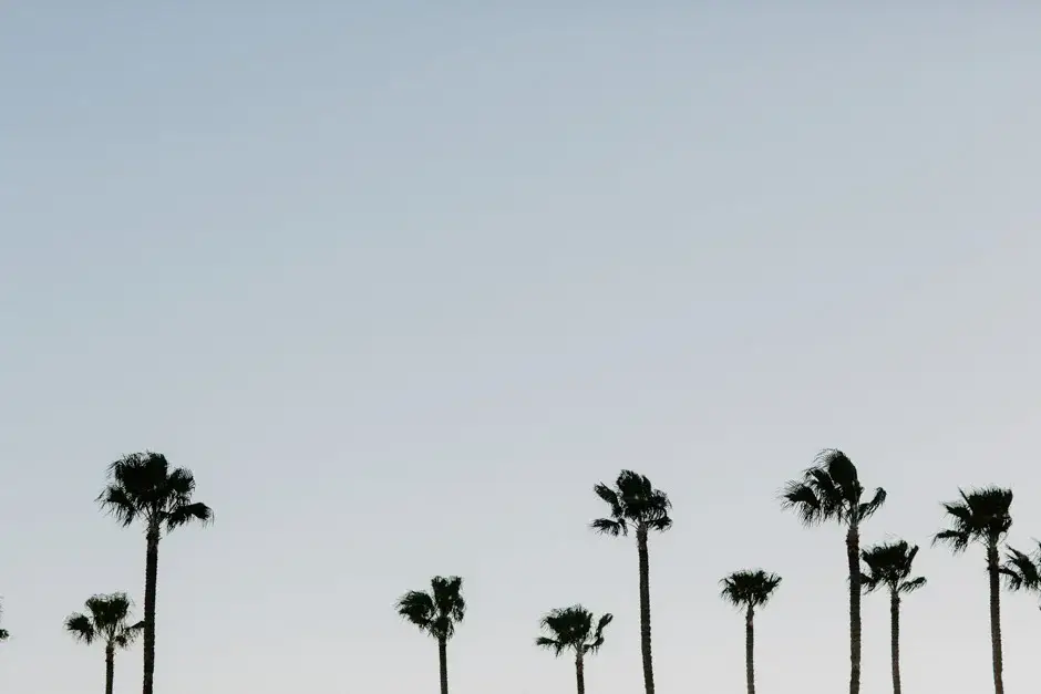 A row of palm trees against a pale sky, Riverside