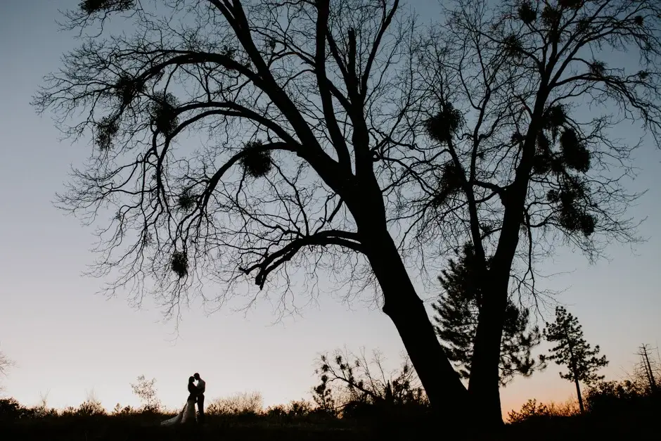 The two of them tiny beneath a bare tree at dusk, California