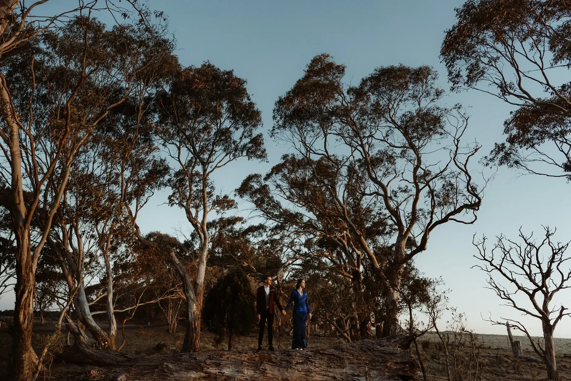 Standing far off in the burnt forest under a pale sky, New England National Park