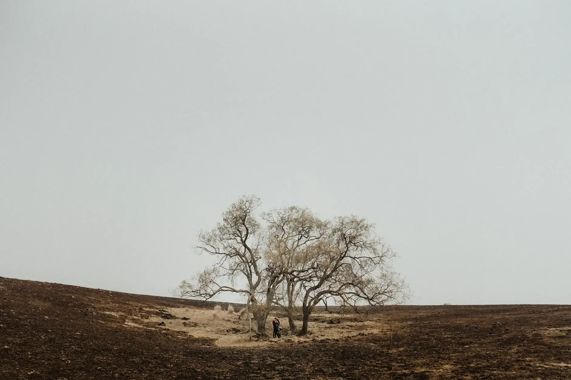 A lone surviving tree in a field of ash, New England National Park