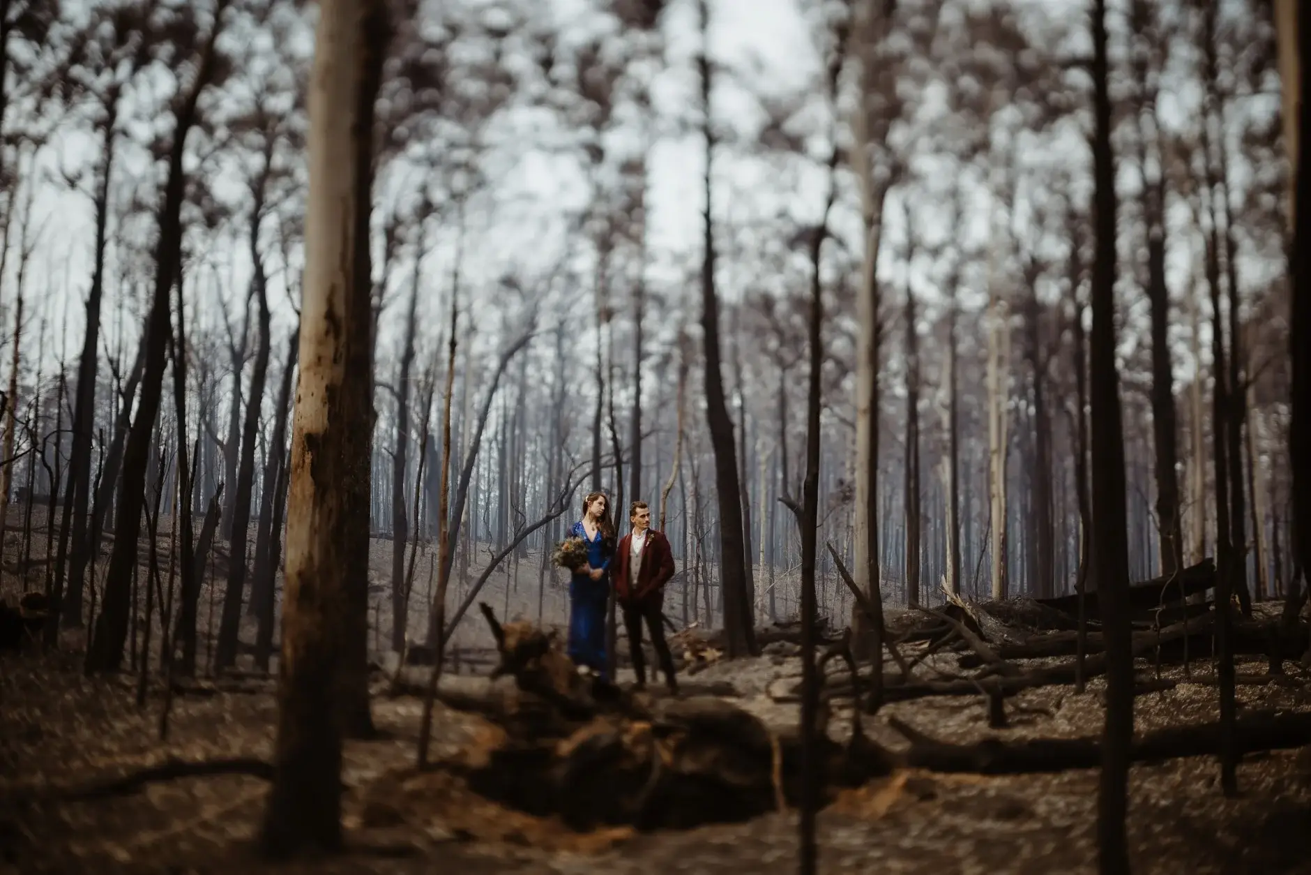 Small figures in the vast burnt forest, New England National Park