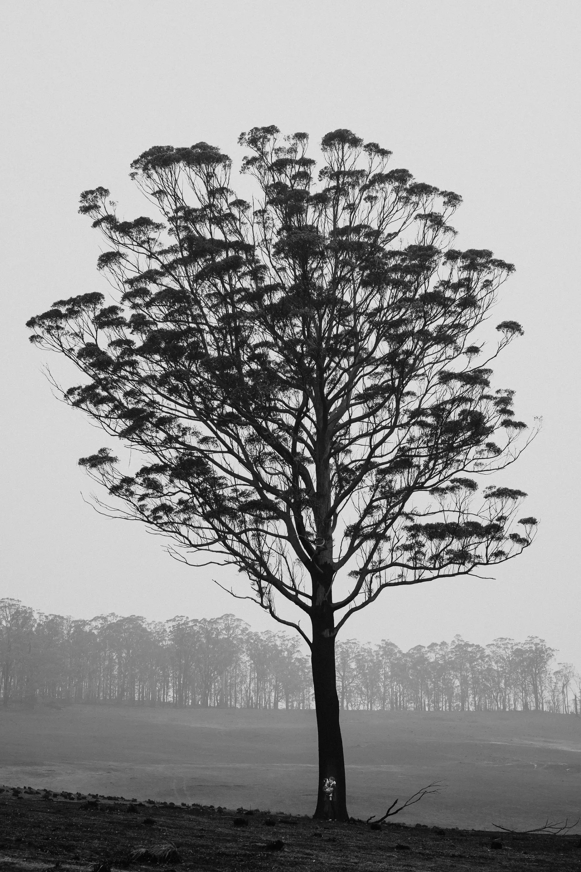 One tree standing in the ash field, black and white, New England