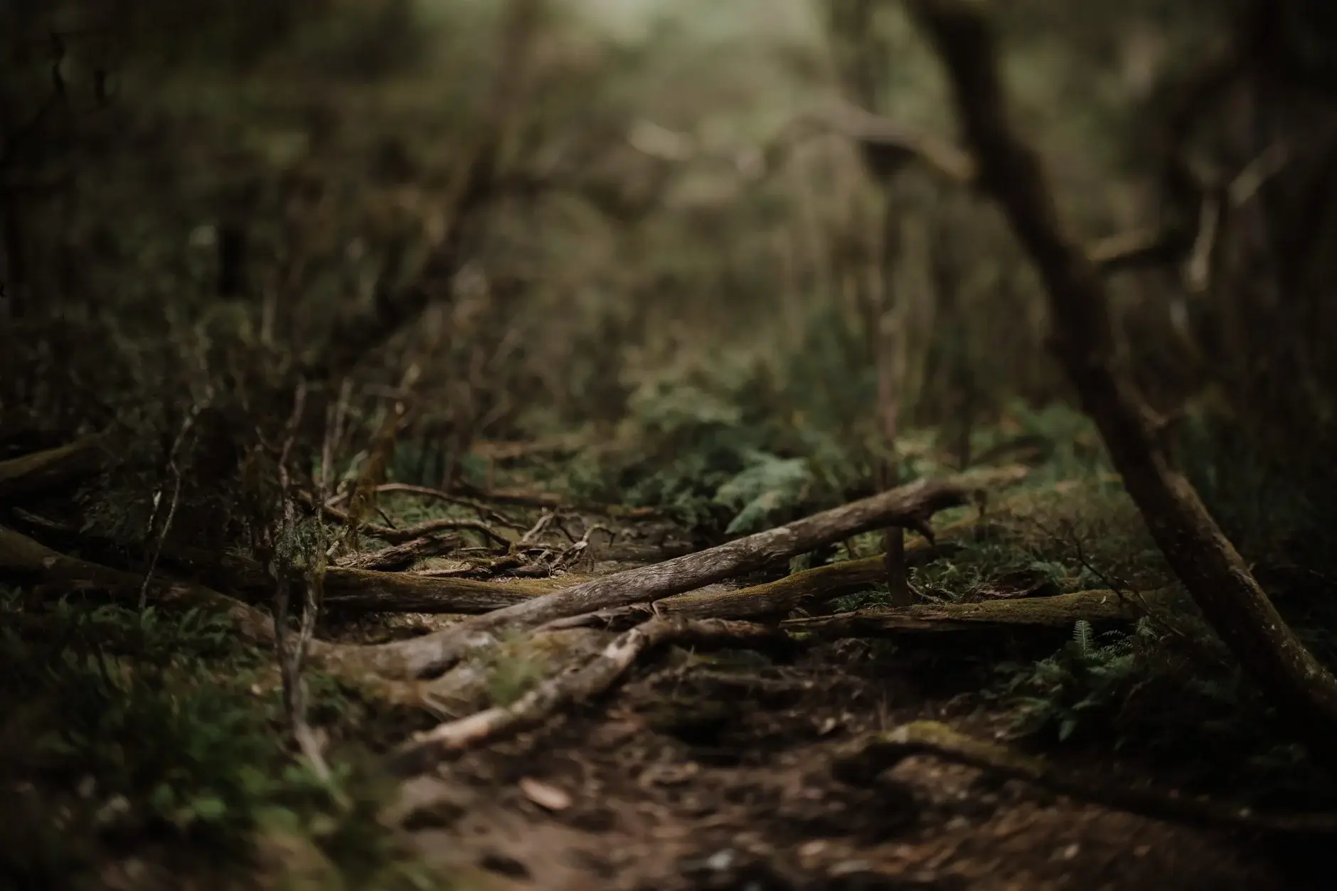 The Gondwana rainforest floor — fallen branches and moss, New England