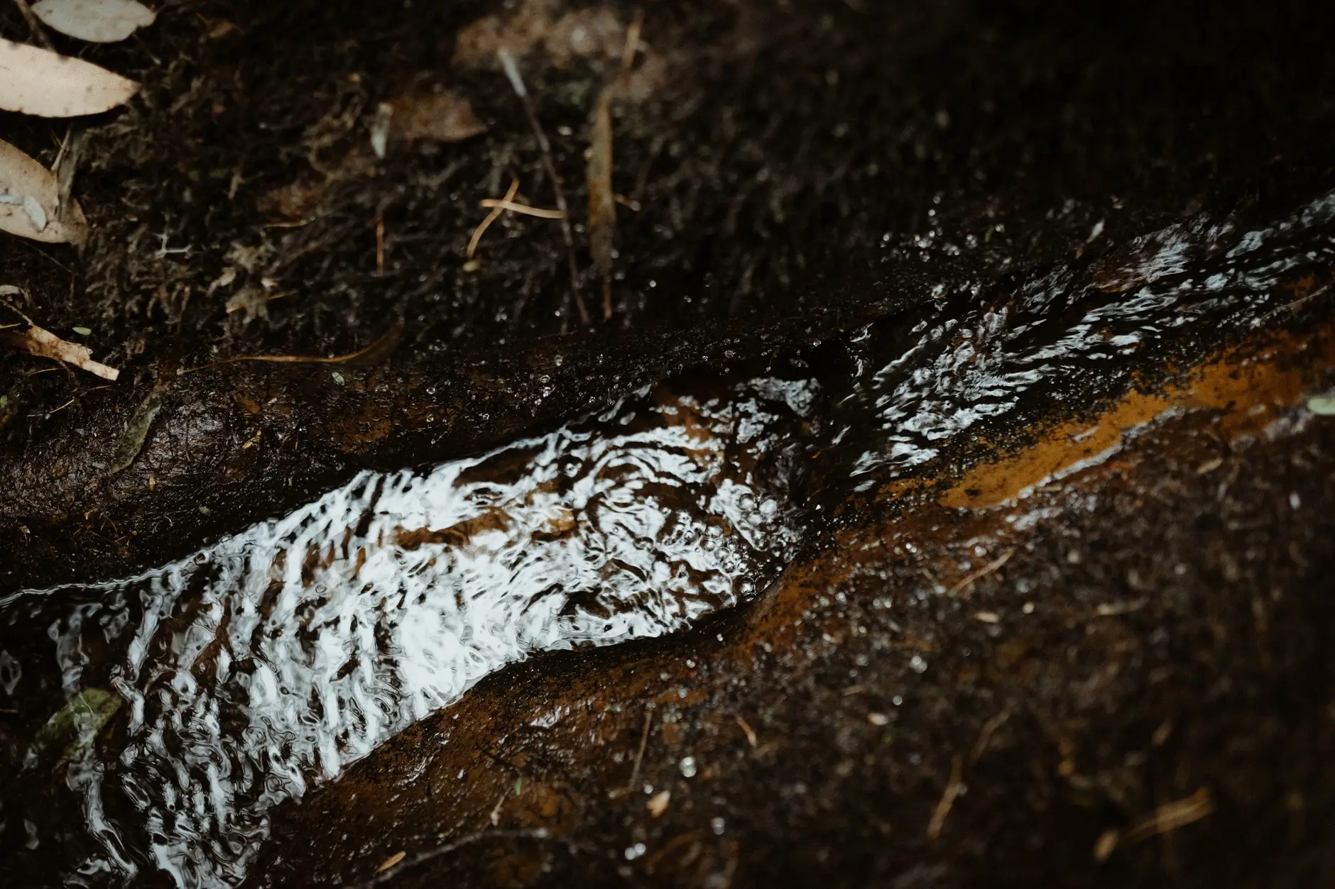 A creek running dark over leaf litter, New England National Park
