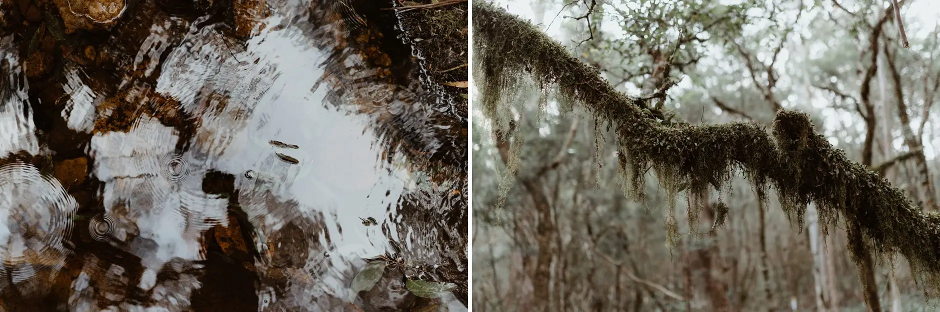 The creek reflecting the canopy, and moss hanging from a branch