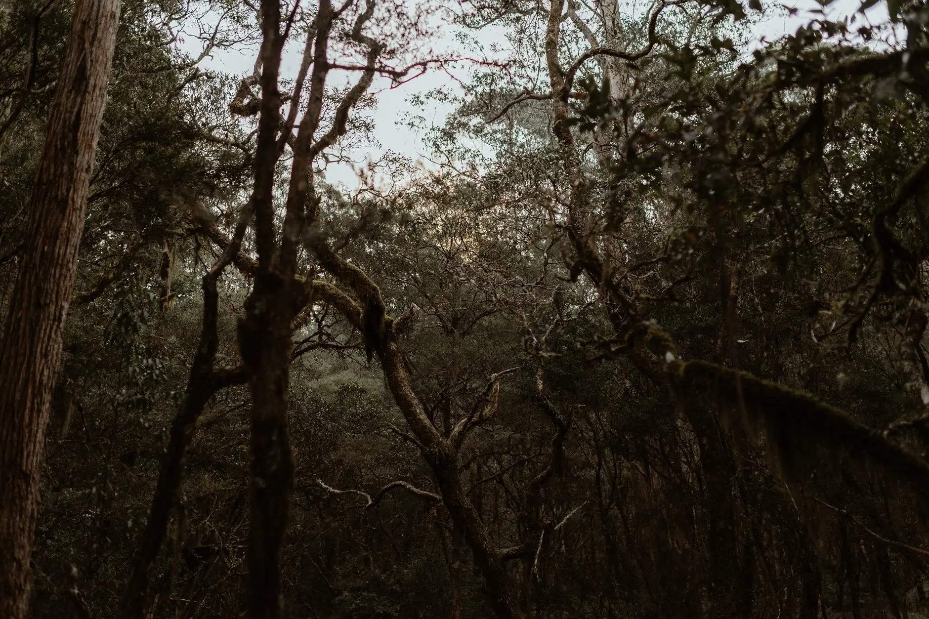 The tangled canopy of the Gondwana rainforest, New England