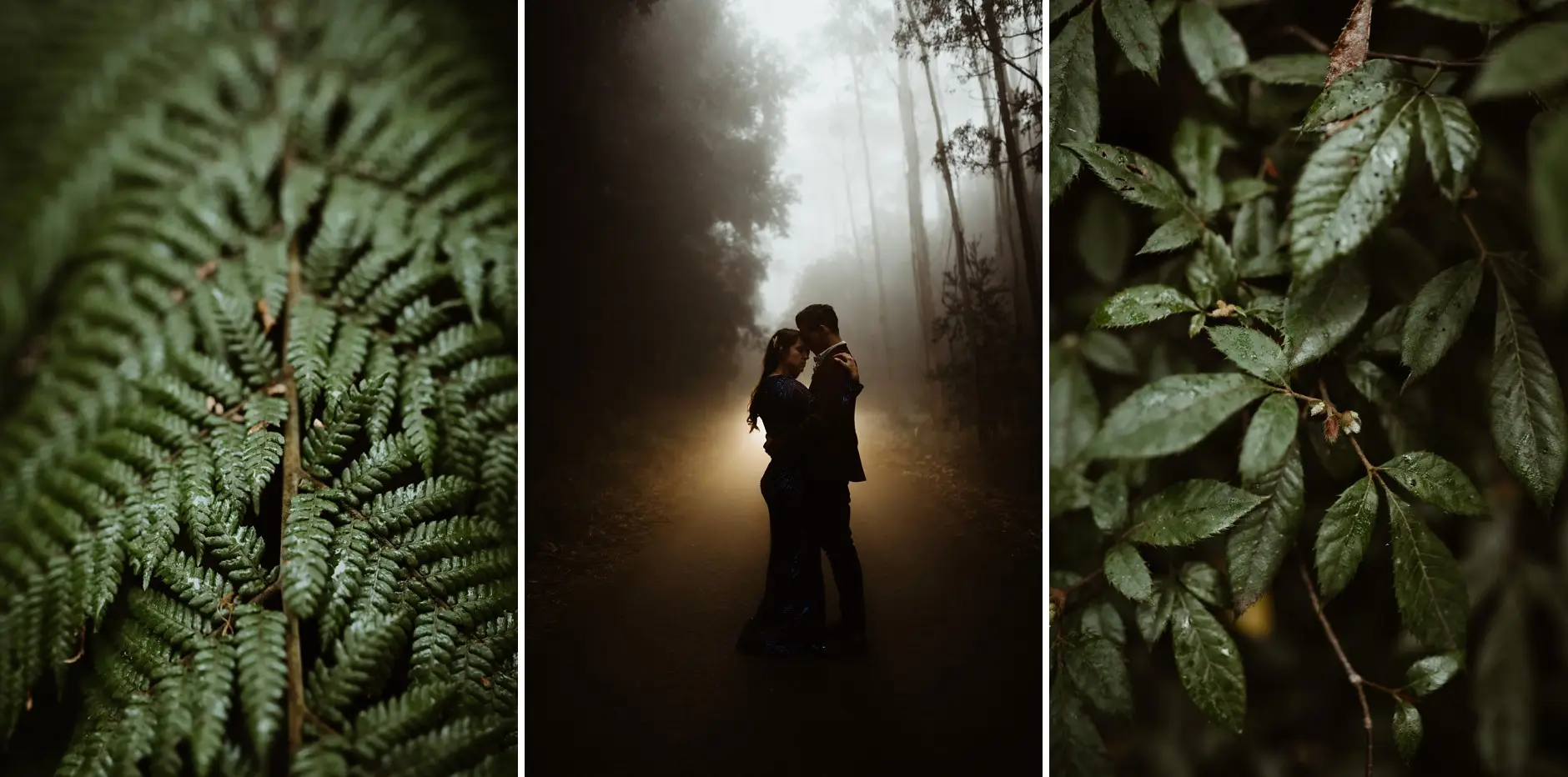 A fern, the couple lit in the fog, and rainforest leaves, New England