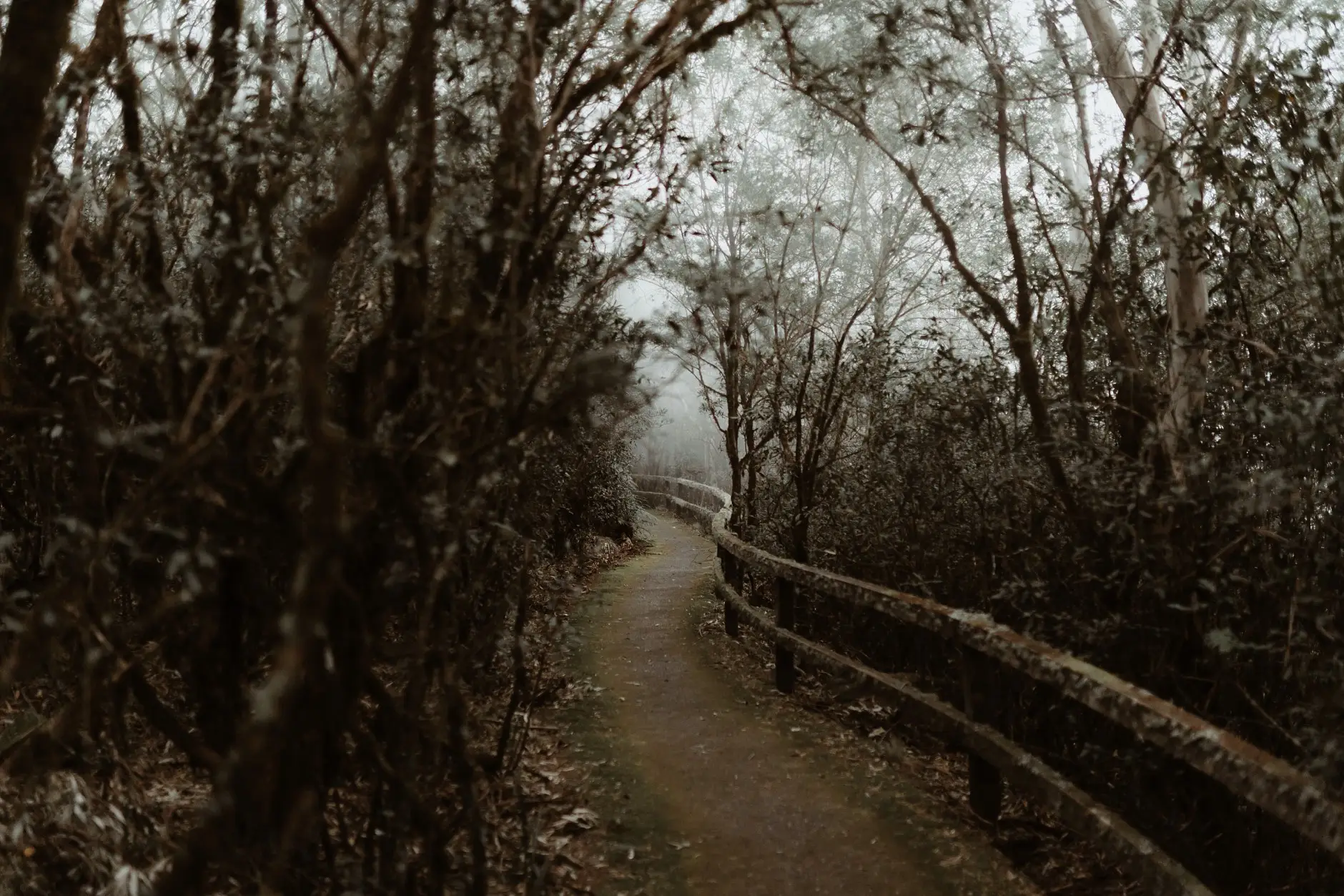 The boardwalk path through the rainforest, New England National Park