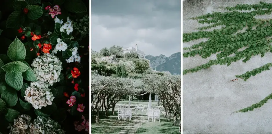 Hydrangeas, the garden ceremony site, and ivy on stone, Ravello