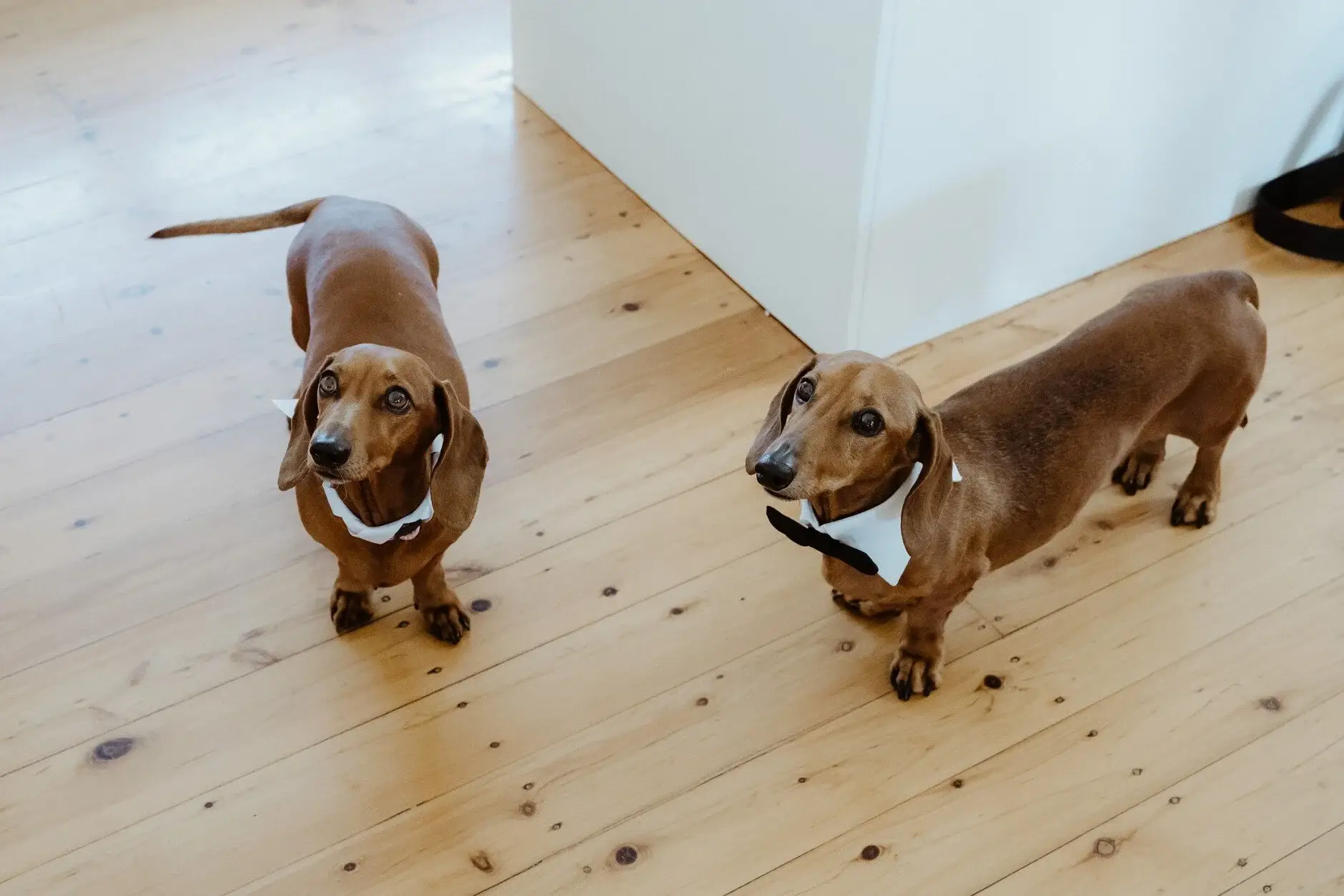 The two dachshunds in bow ties on the floorboards, Burleigh Heads