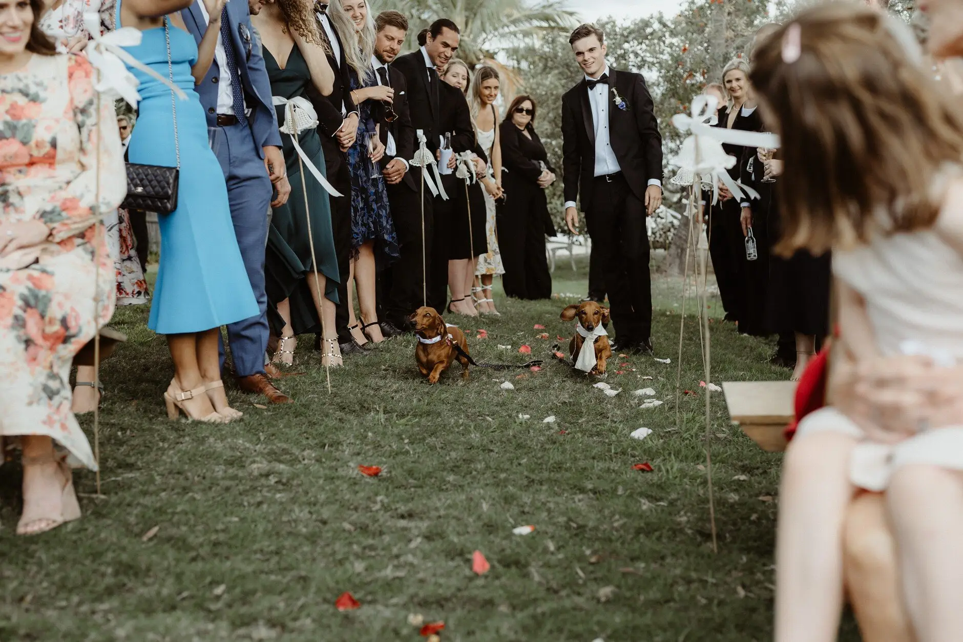 Guests and the two dachshunds watching the ceremony, Burleigh Heads
