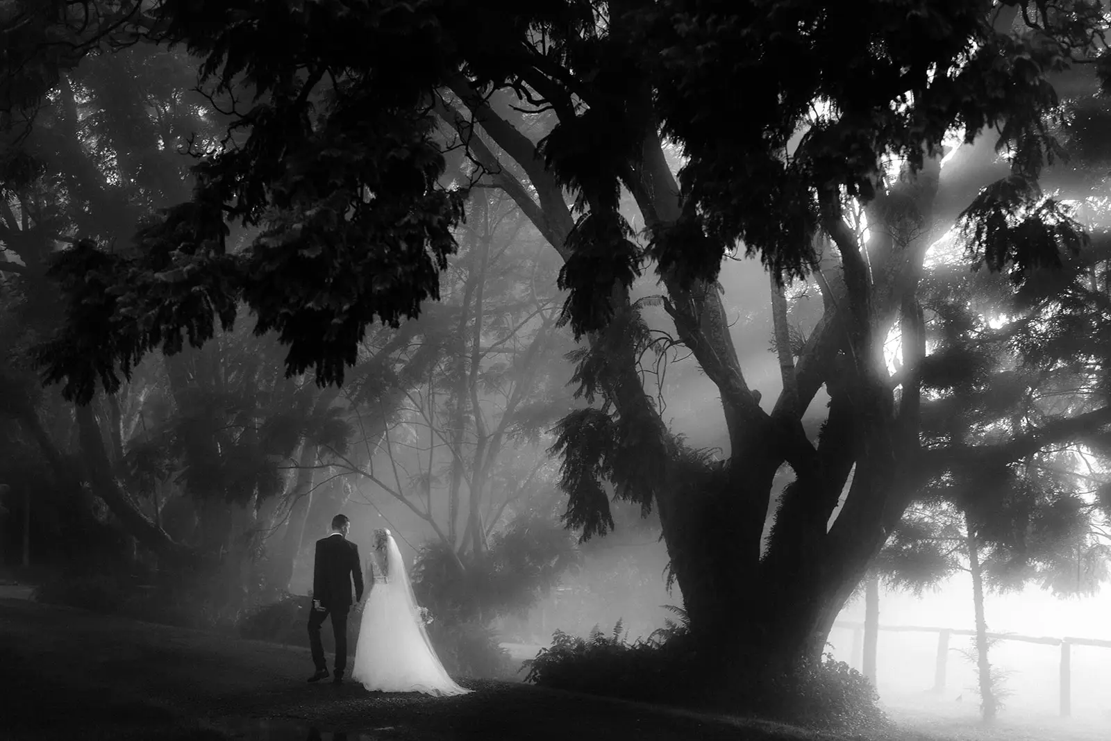 The couple beneath the big spreading tree with mist behind it, Rosewood Estate
