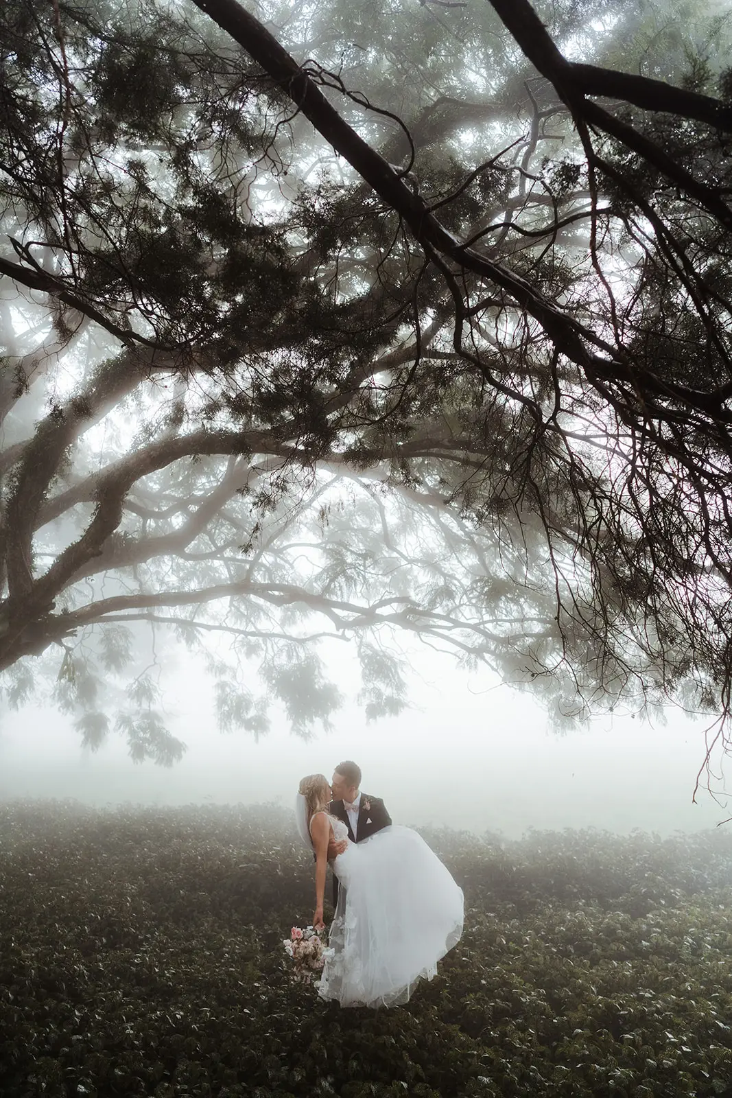 A quiet moment under the tree in the mist, Rosewood Estate
